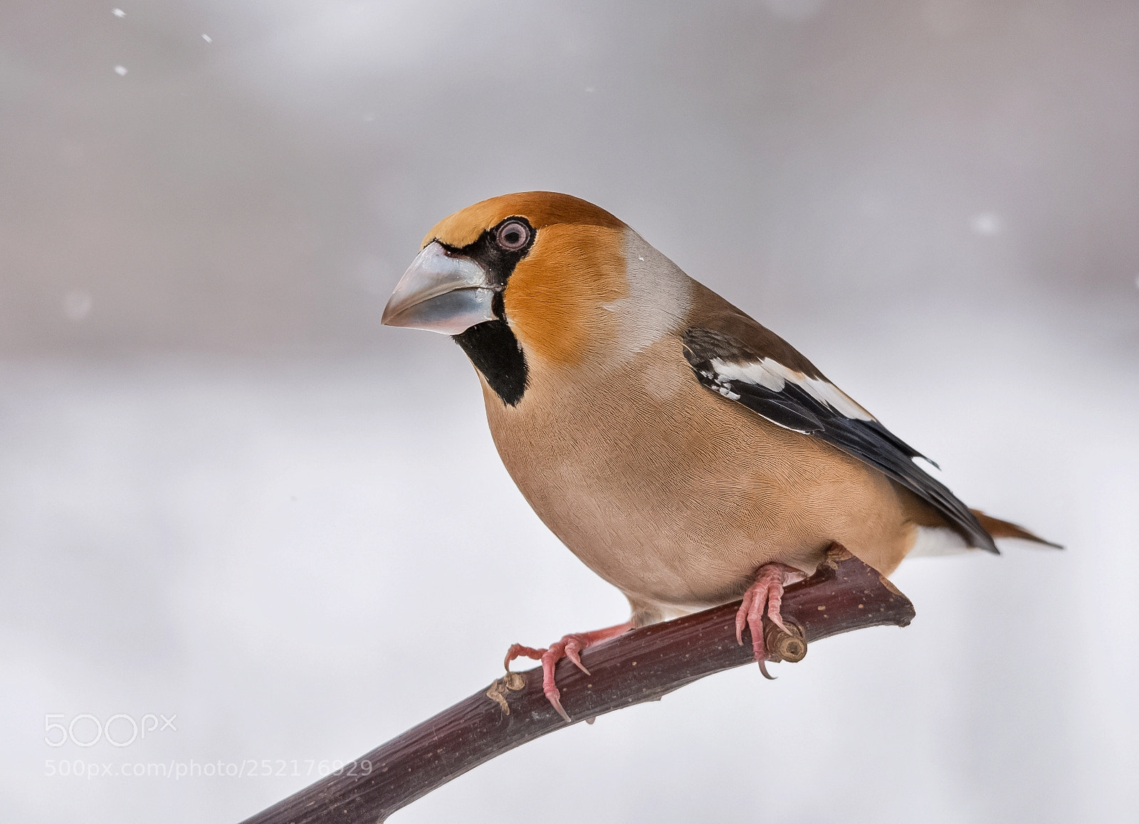 Nikon D7200 sample photo. Hawfinch photography