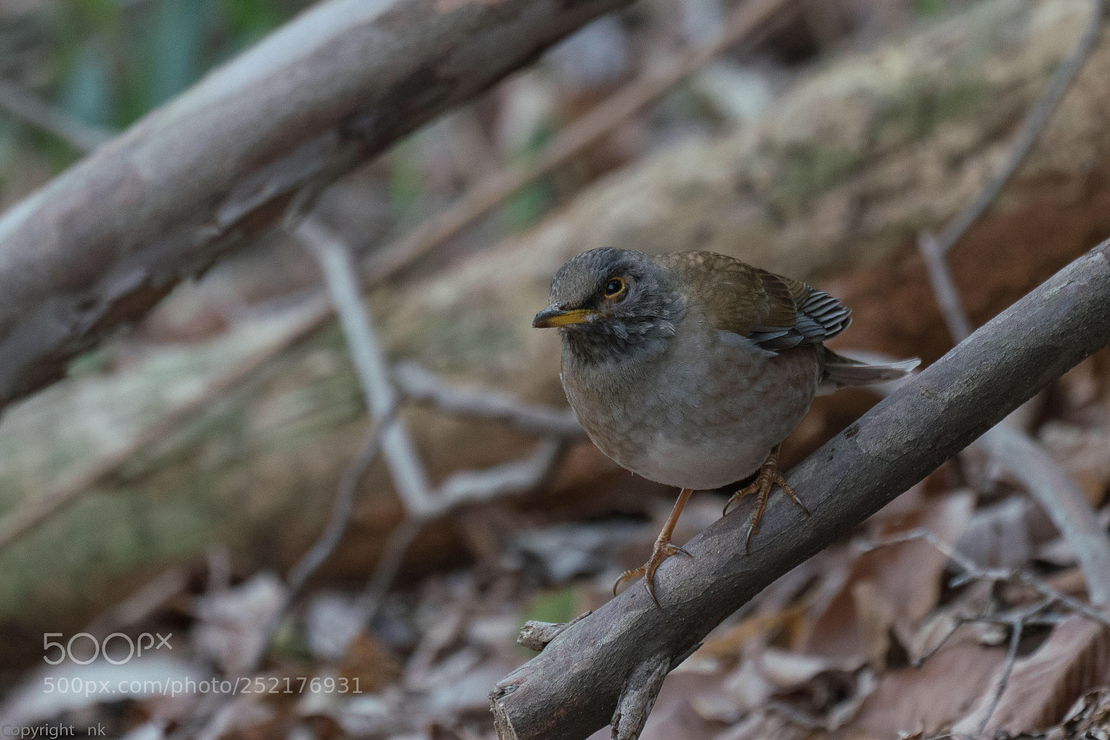 Sony a7R III sample photo. Pale thrush photography