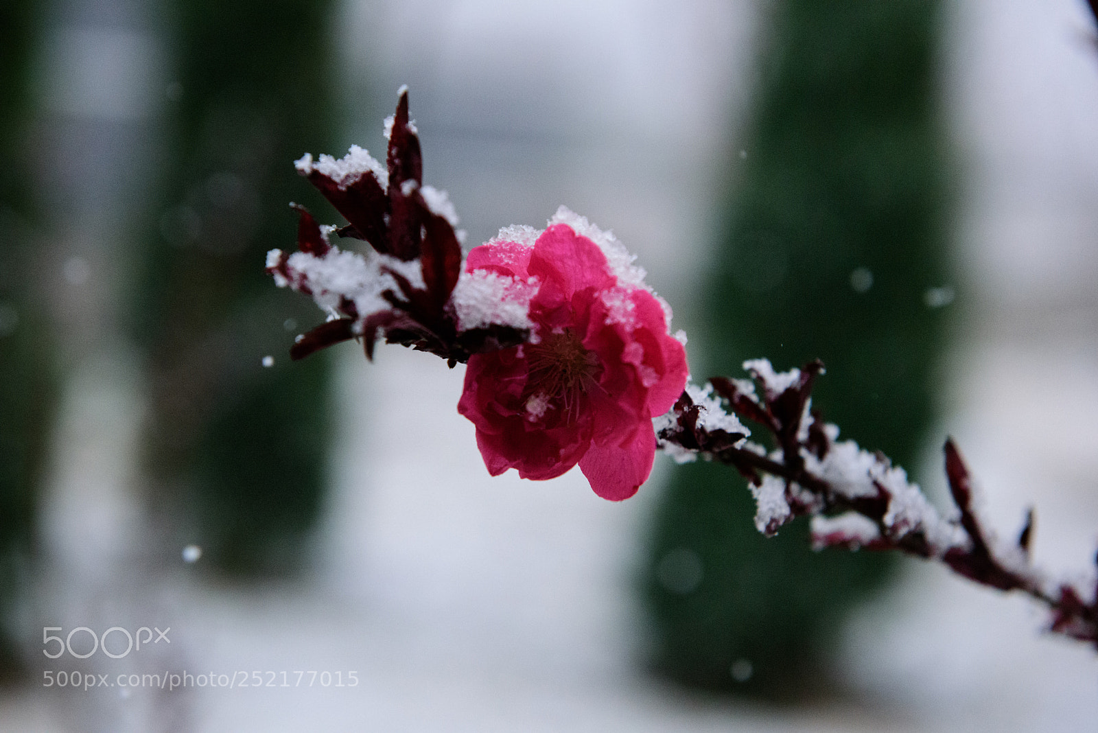 Nikon D810 sample photo. Blossoming in snow photography