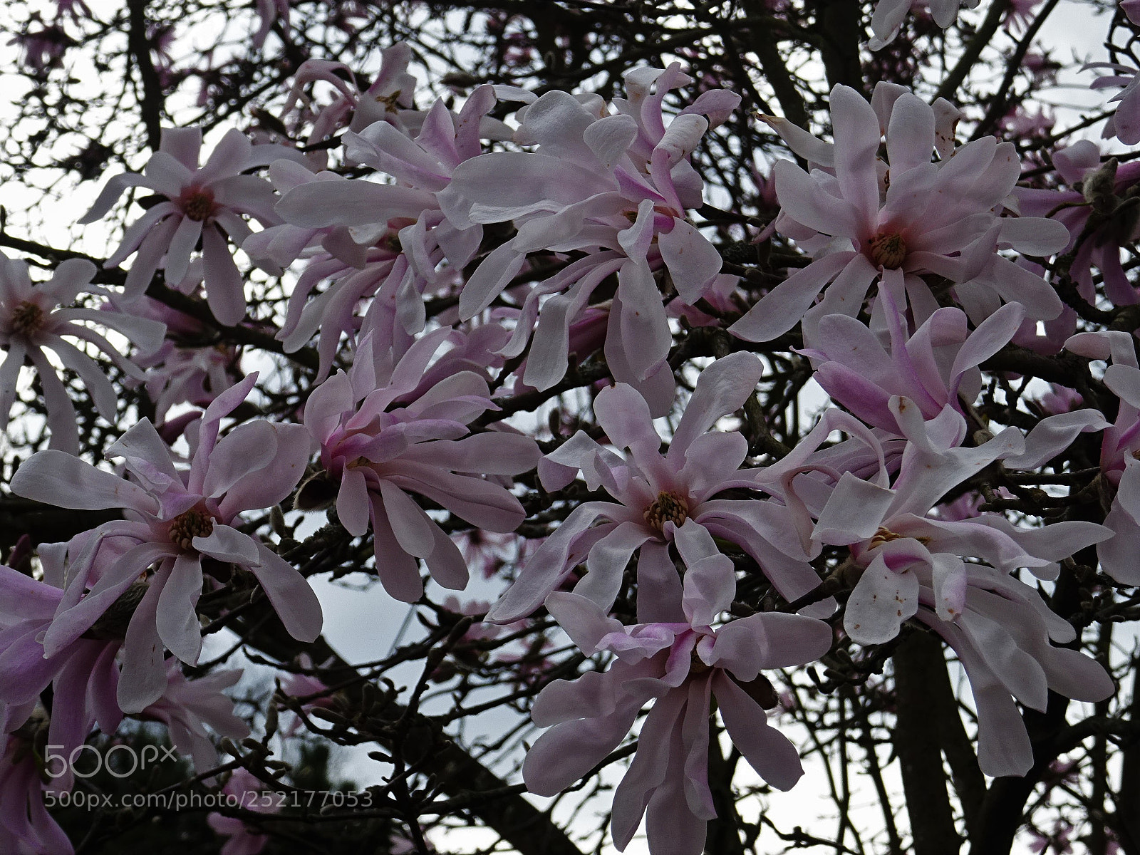 Sony DSC-HX60 sample photo. Arbre en fleur photography