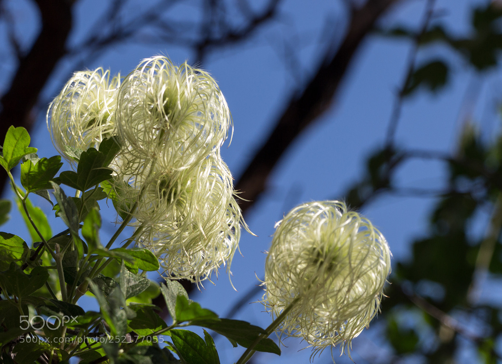 Canon EOS 700D (EOS Rebel T5i / EOS Kiss X7i) sample photo. Old man's beard photography