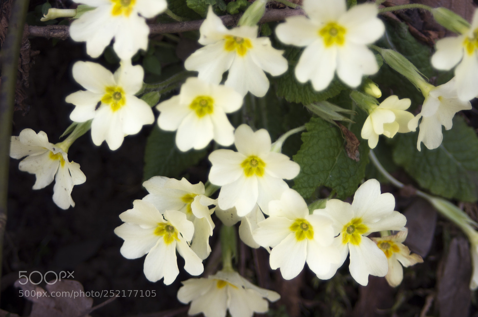 Pentax K-r sample photo. Primule selvatiche photography
