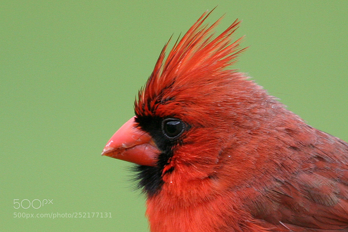 Canon EOS 20D sample photo. Mr. northern cardinal. photography