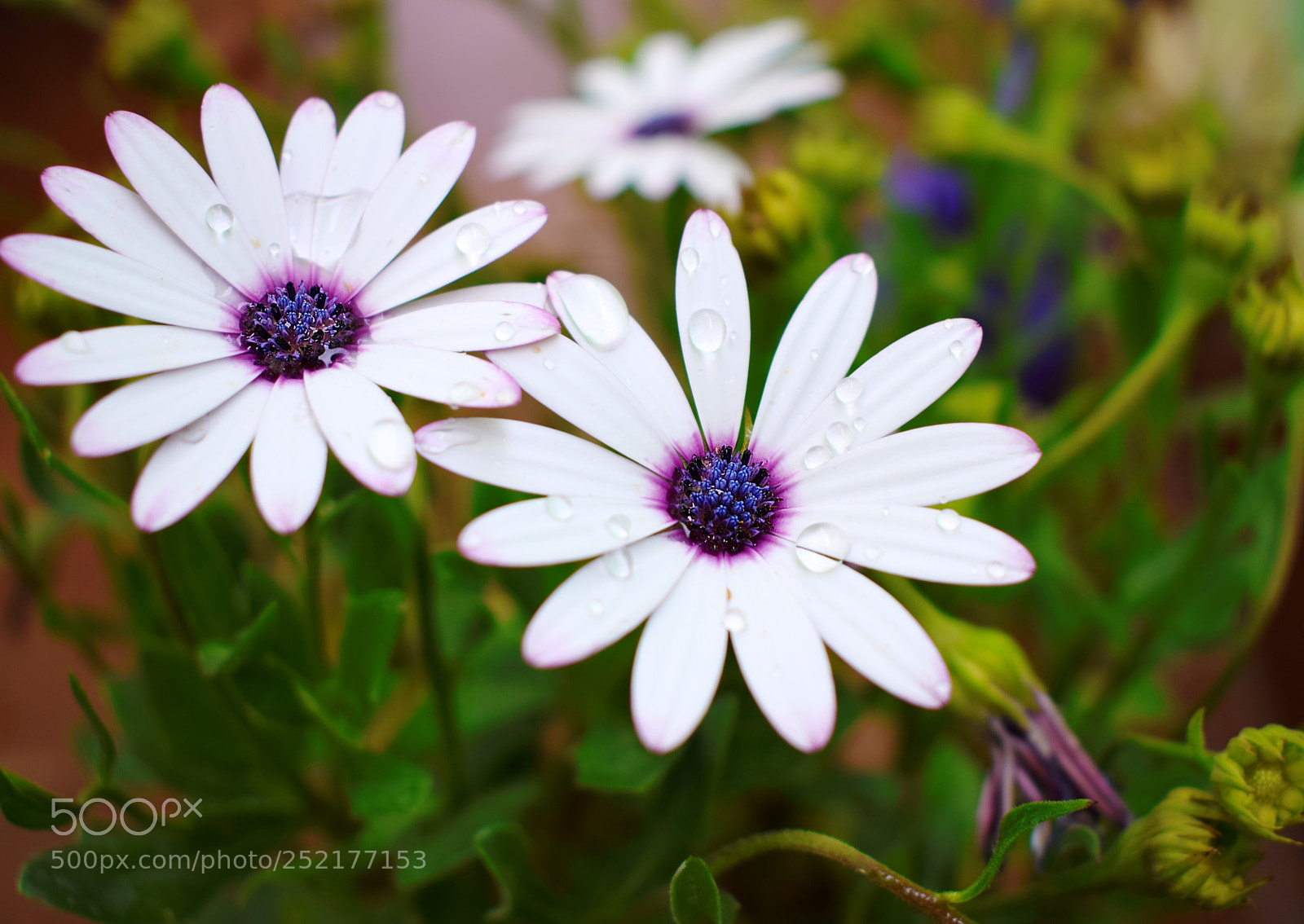 Nikon D5300 sample photo. @ flowers photography