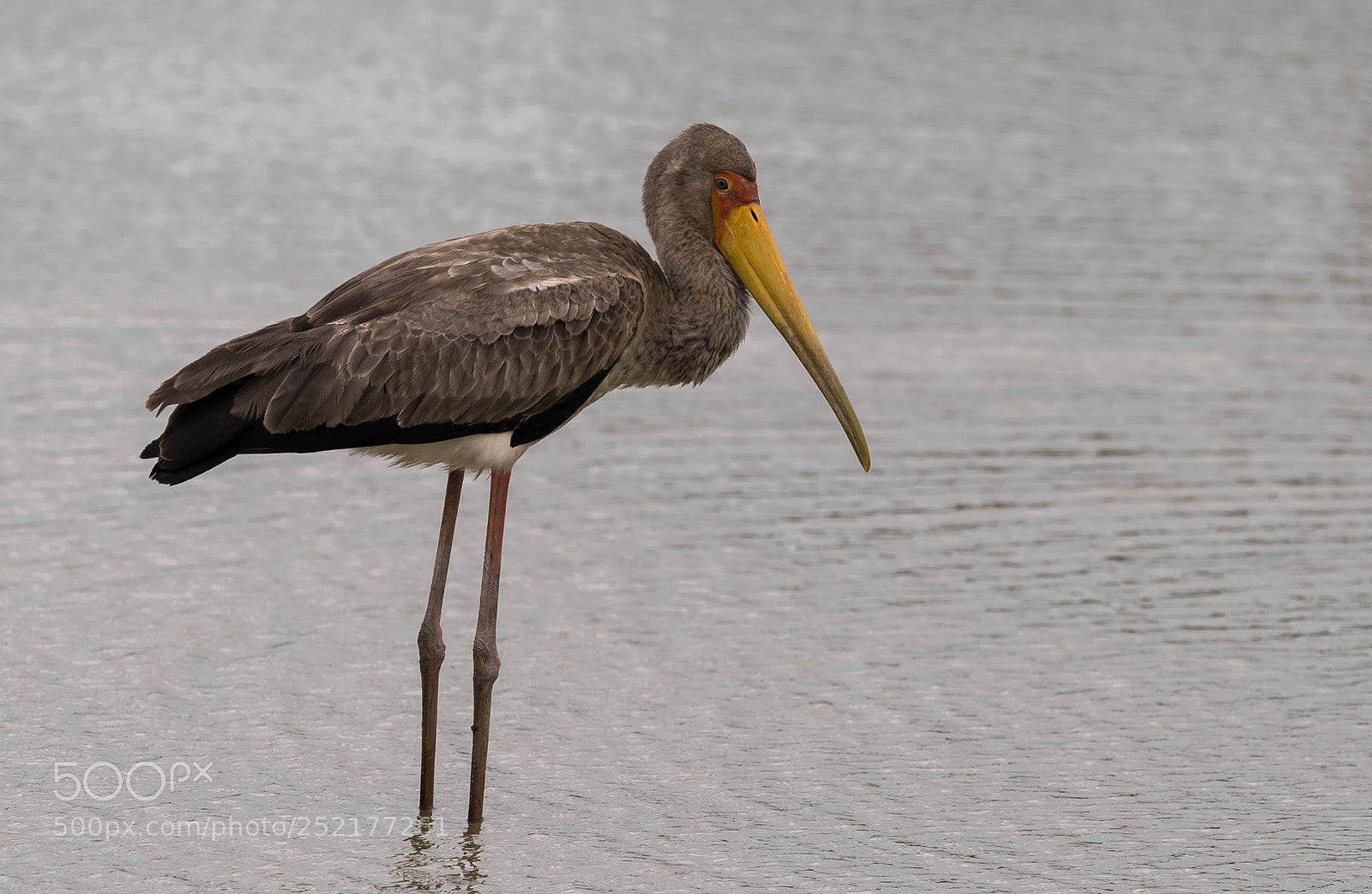 Nikon D5 sample photo. Yellow billed stork photography