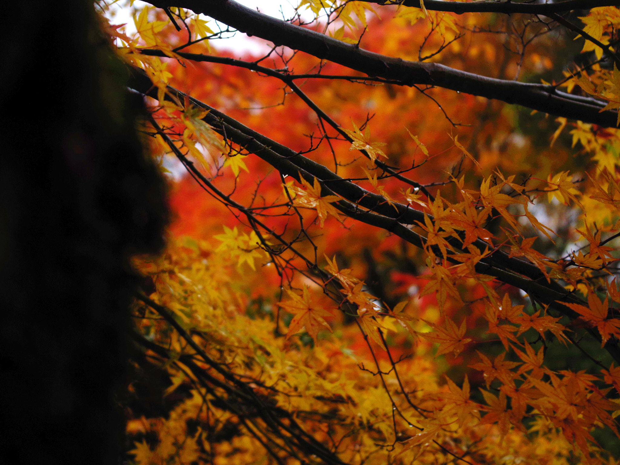 Pentax K-01 sample photo. Rainy day photography