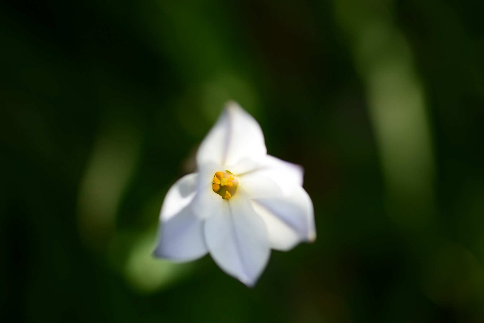 ZEISS Makro-Planar T* 100mm F2 sample photo. Dsc photography