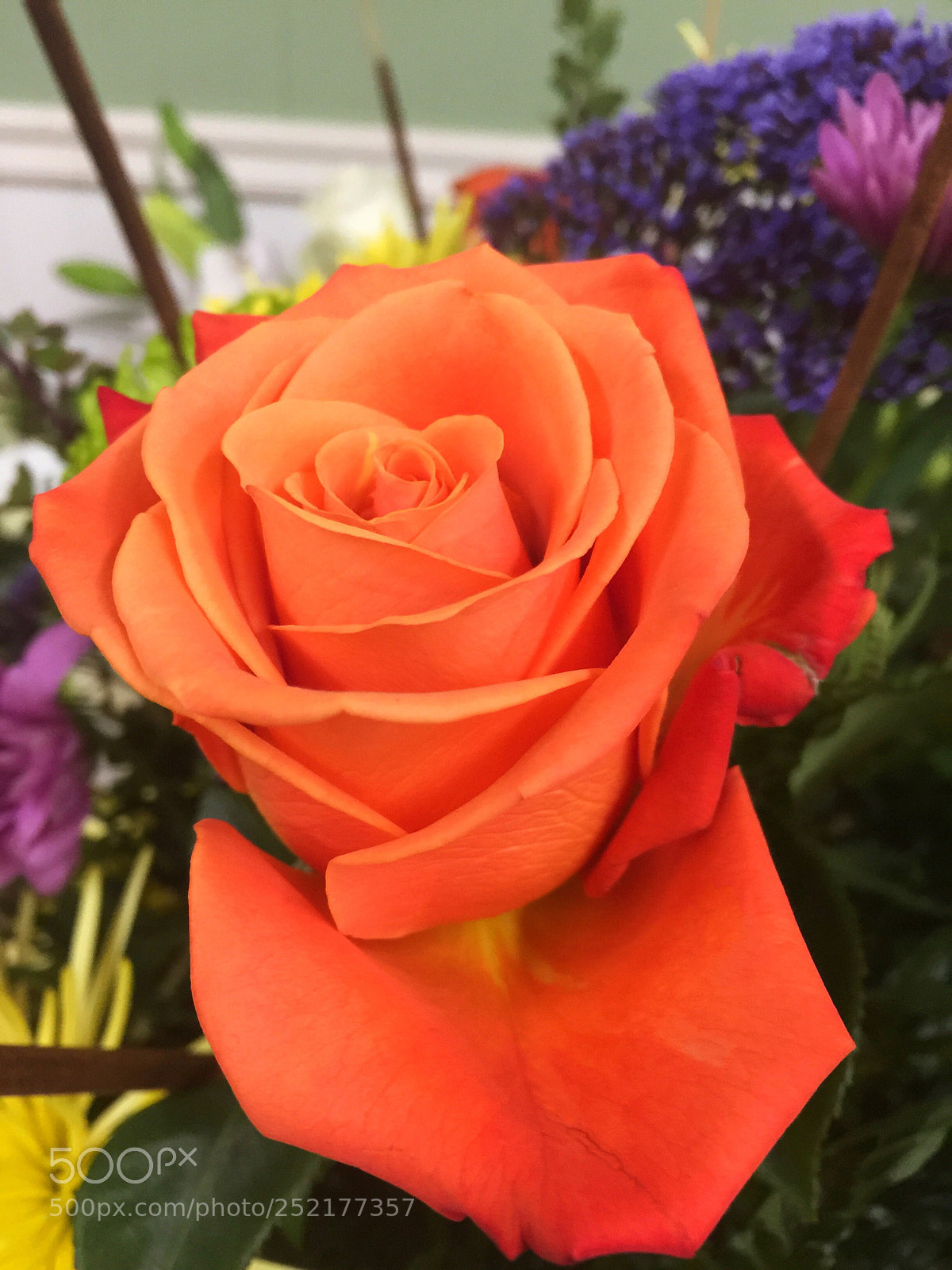 Apple iPhone 6 Plus sample photo. Today’s flower ?  photography