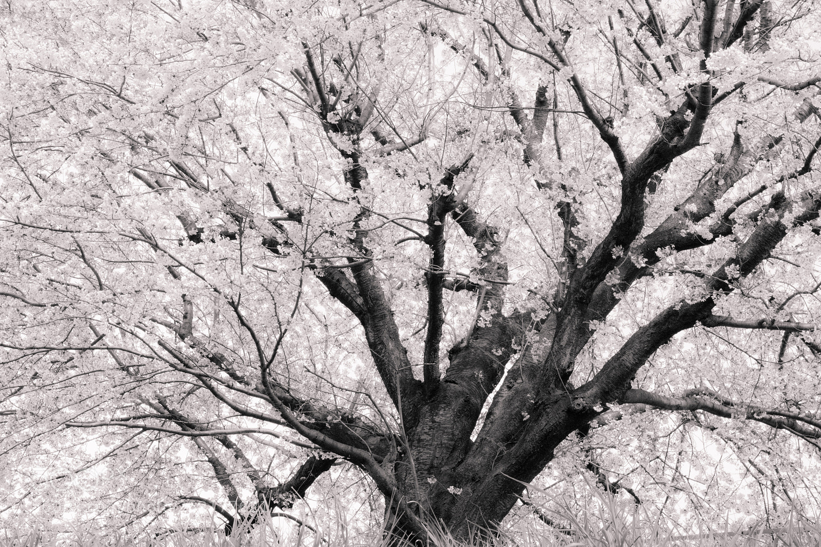 Canon EOS M3 sample photo. Sakura photography