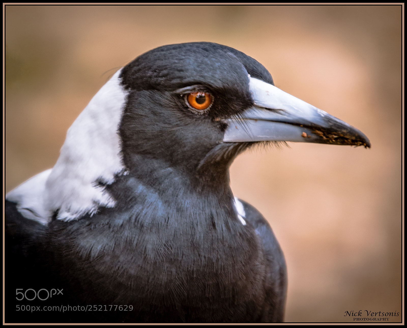 Nikon D7200 sample photo. Australian magpie photography