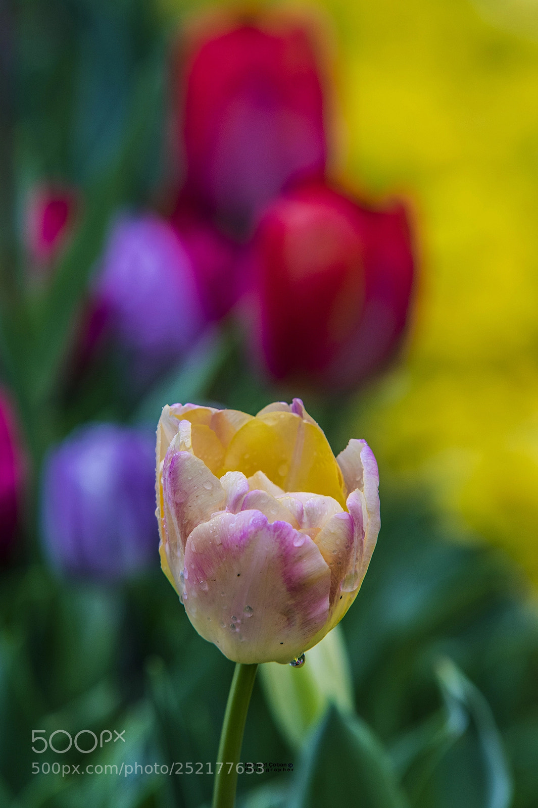 Pentax K-3 II sample photo. Yellow and red photography