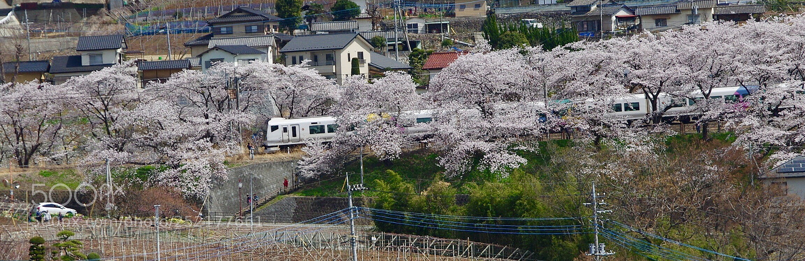 Pentax K-3 II sample photo. Sakura tunnel  photography
