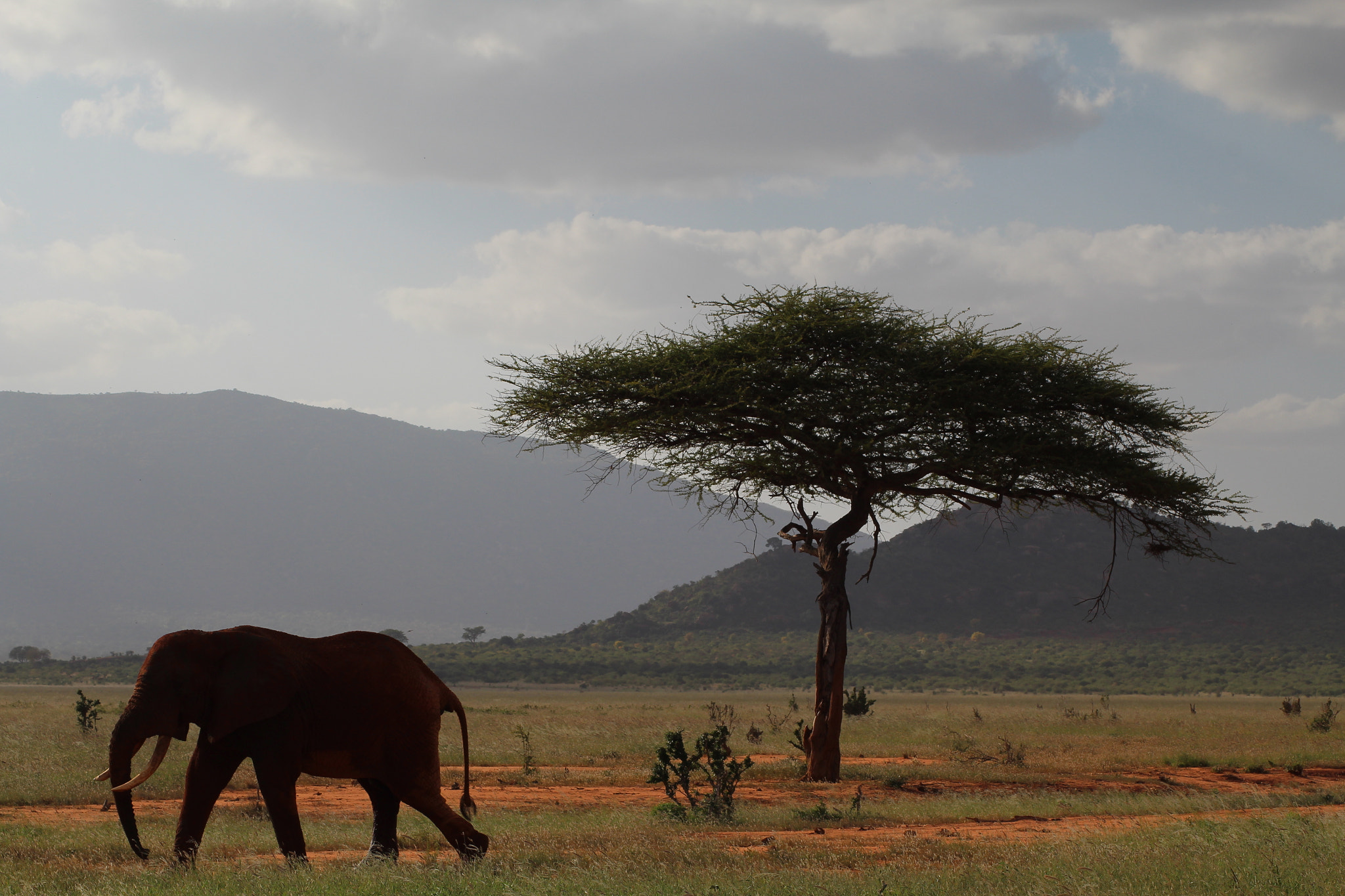 Canon EOS 1300D (EOS Rebel T6 / EOS Kiss X80) sample photo. An elephant in the centre of savana photography