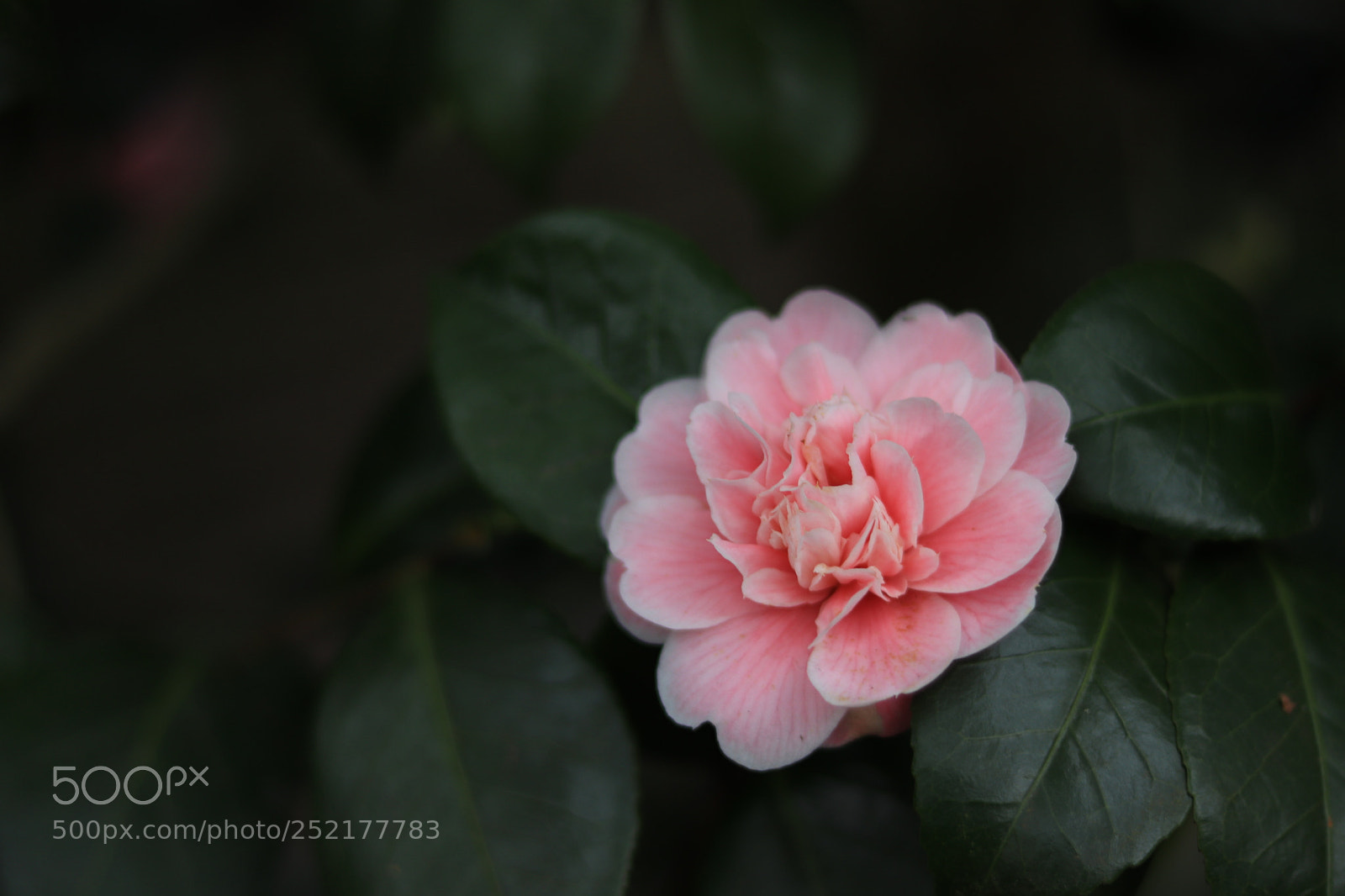 Canon EOS 77D (EOS 9000D / EOS 770D) + Canon EF 50mm F1.8 STM sample photo. Img photography