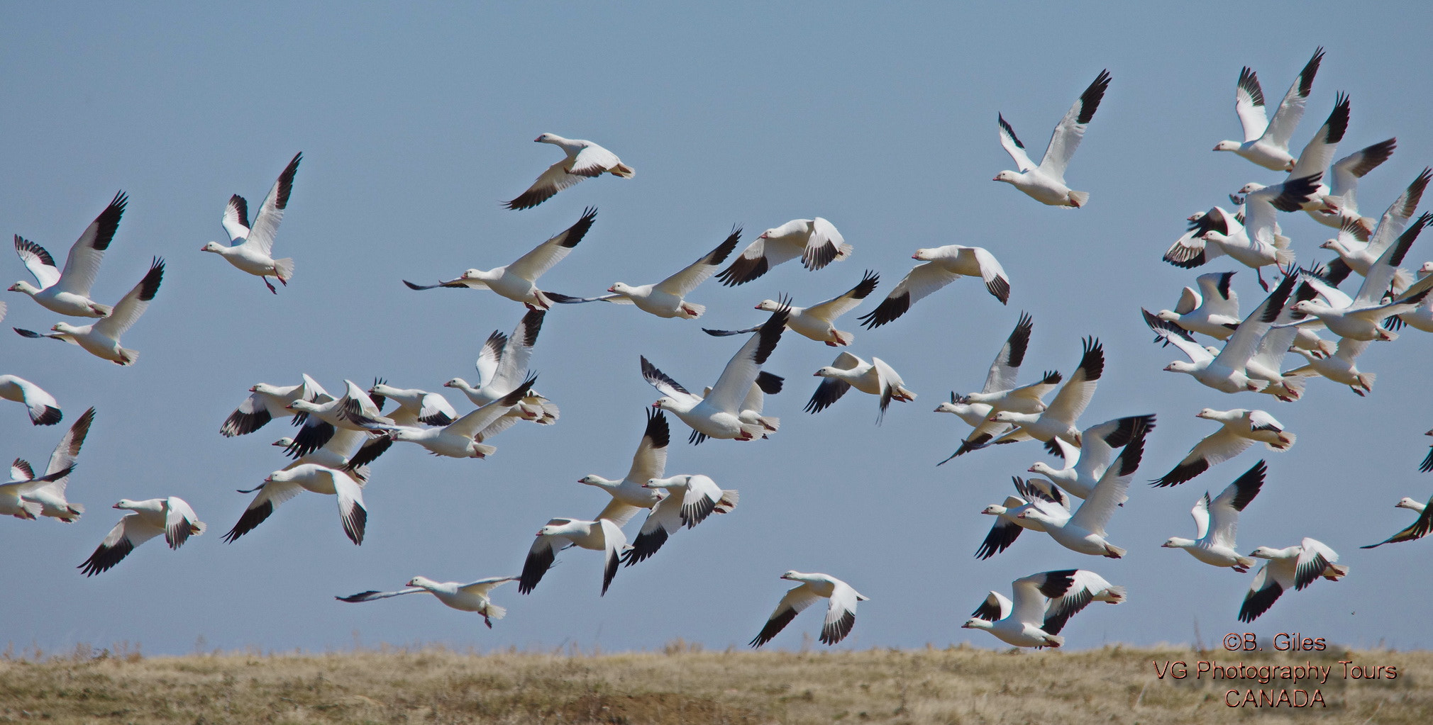 Sigma 150-500mm F5-6.3 DG OS HSM sample photo. Spring migration photography