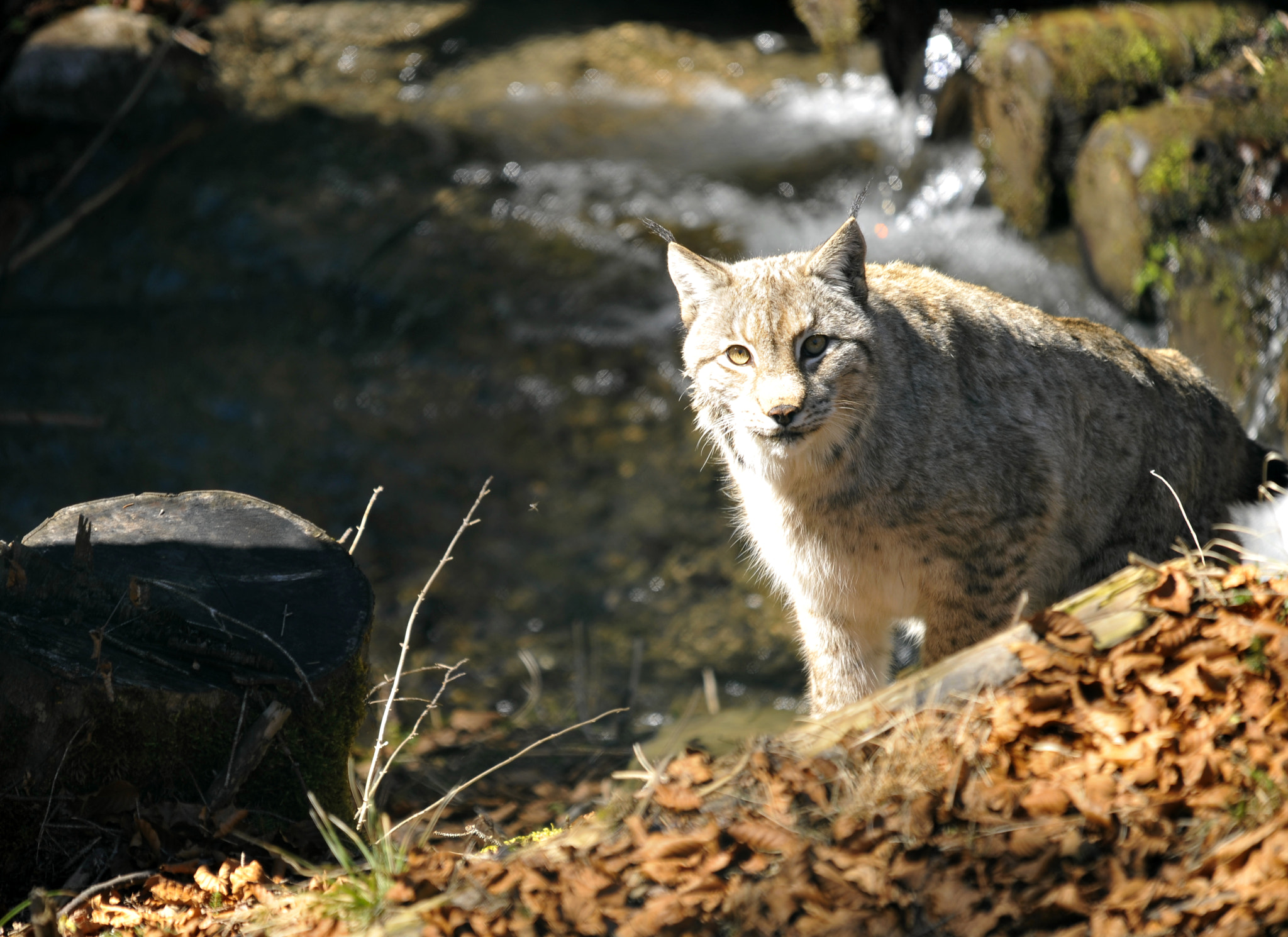 Sigma 150-500mm F5-6.3 DG OS HSM sample photo. _linx linx photography