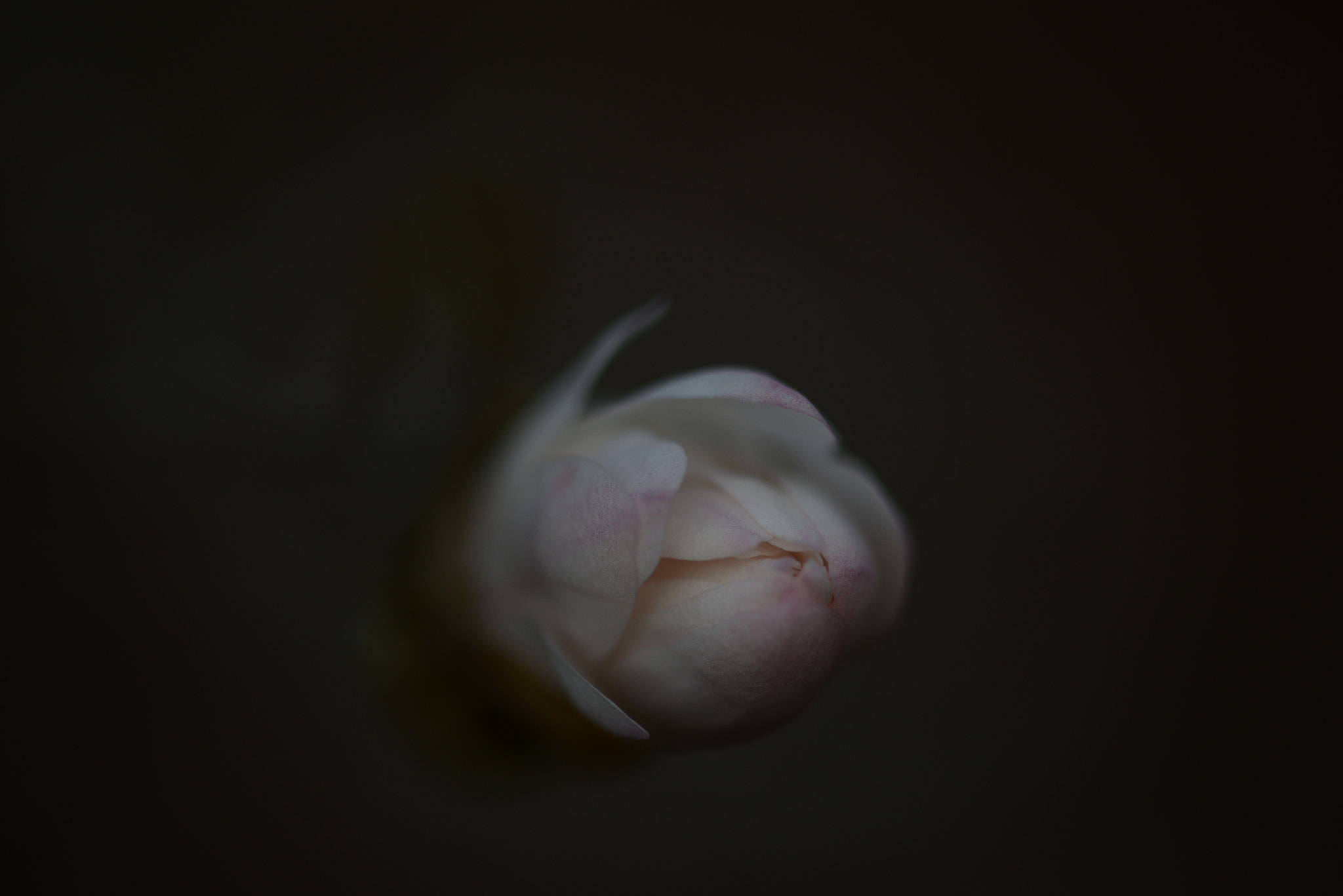 ZEISS Makro-Planar T* 100mm F2 sample photo. Dsc photography