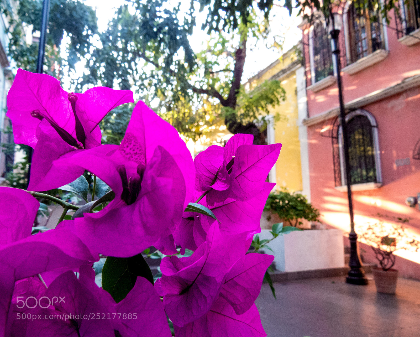 Canon PowerShot SX50 HS sample photo. Beautiful flowers... photography
