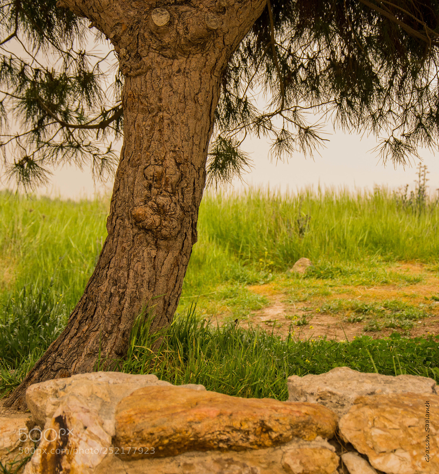 Nikon D7100 sample photo. Nature photography