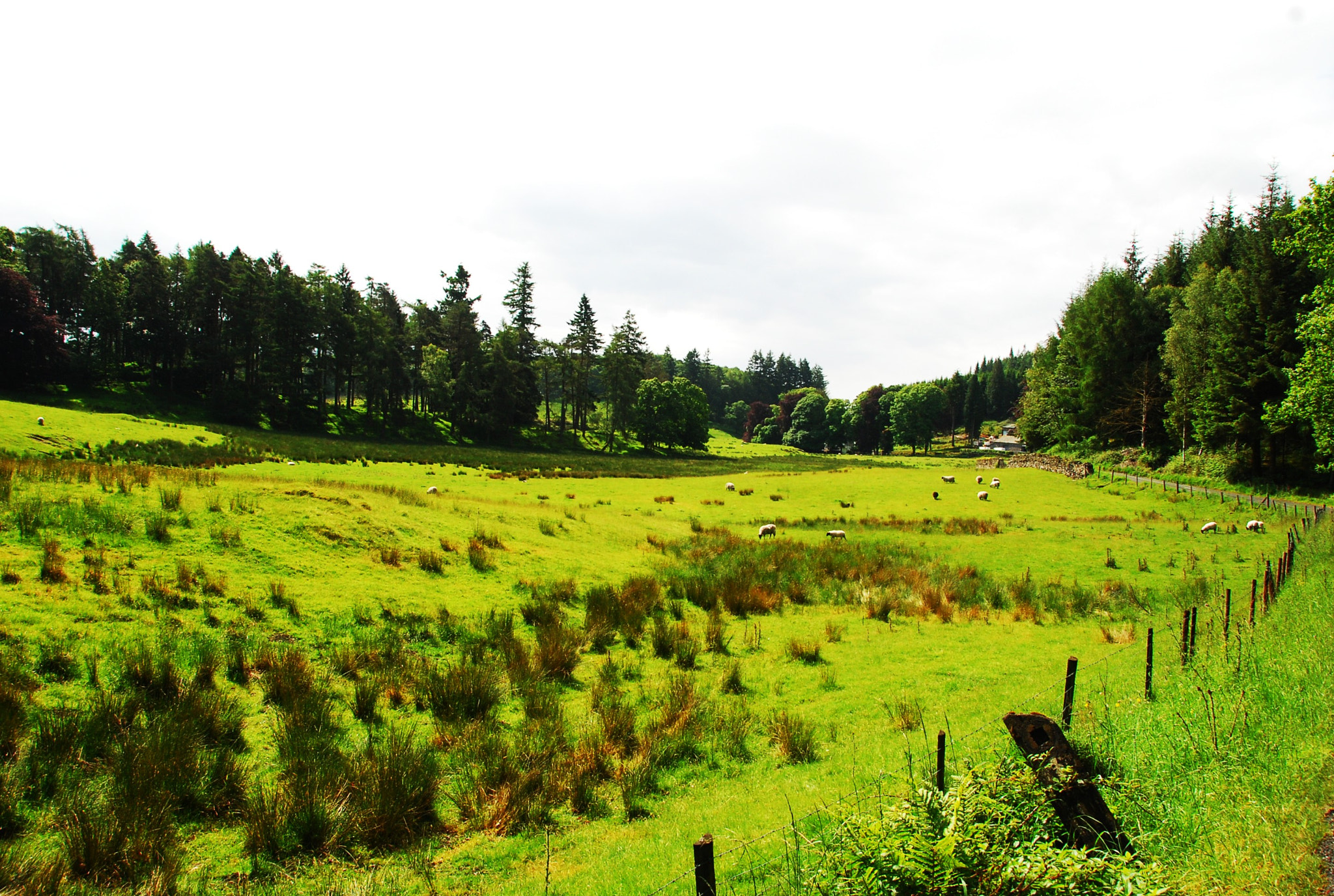 Nikon D80 sample photo. Green photography