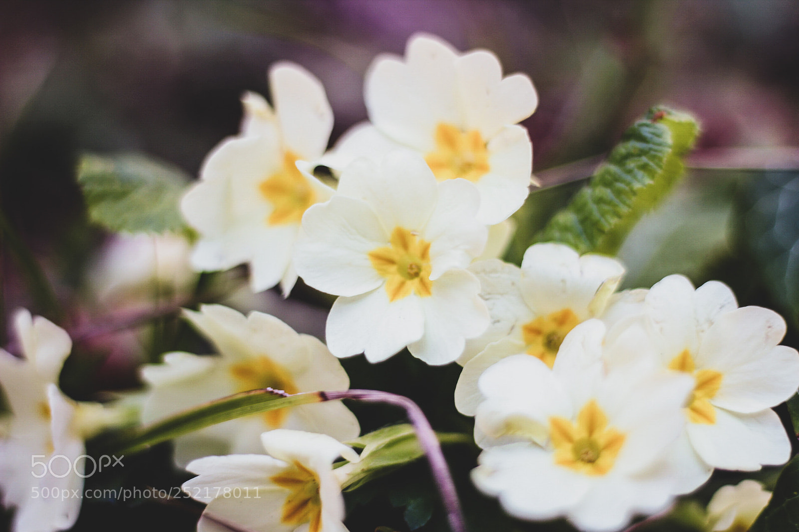 Canon EOS 1200D (EOS Rebel T5 / EOS Kiss X70 / EOS Hi) sample photo. Yellow flowers photography