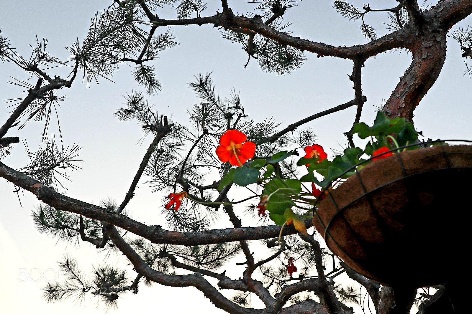 Canon EOS M5 sample photo. Orange pink & pine tree photography