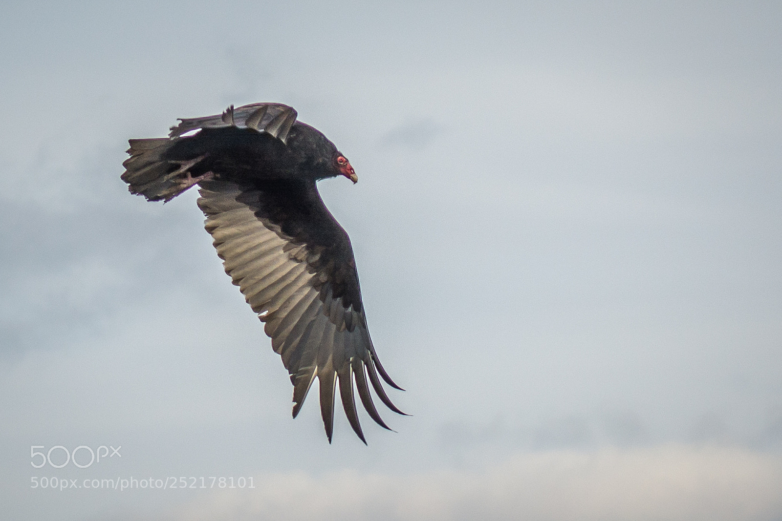 Nikon D7100 sample photo. Turkey vulture in flight photography