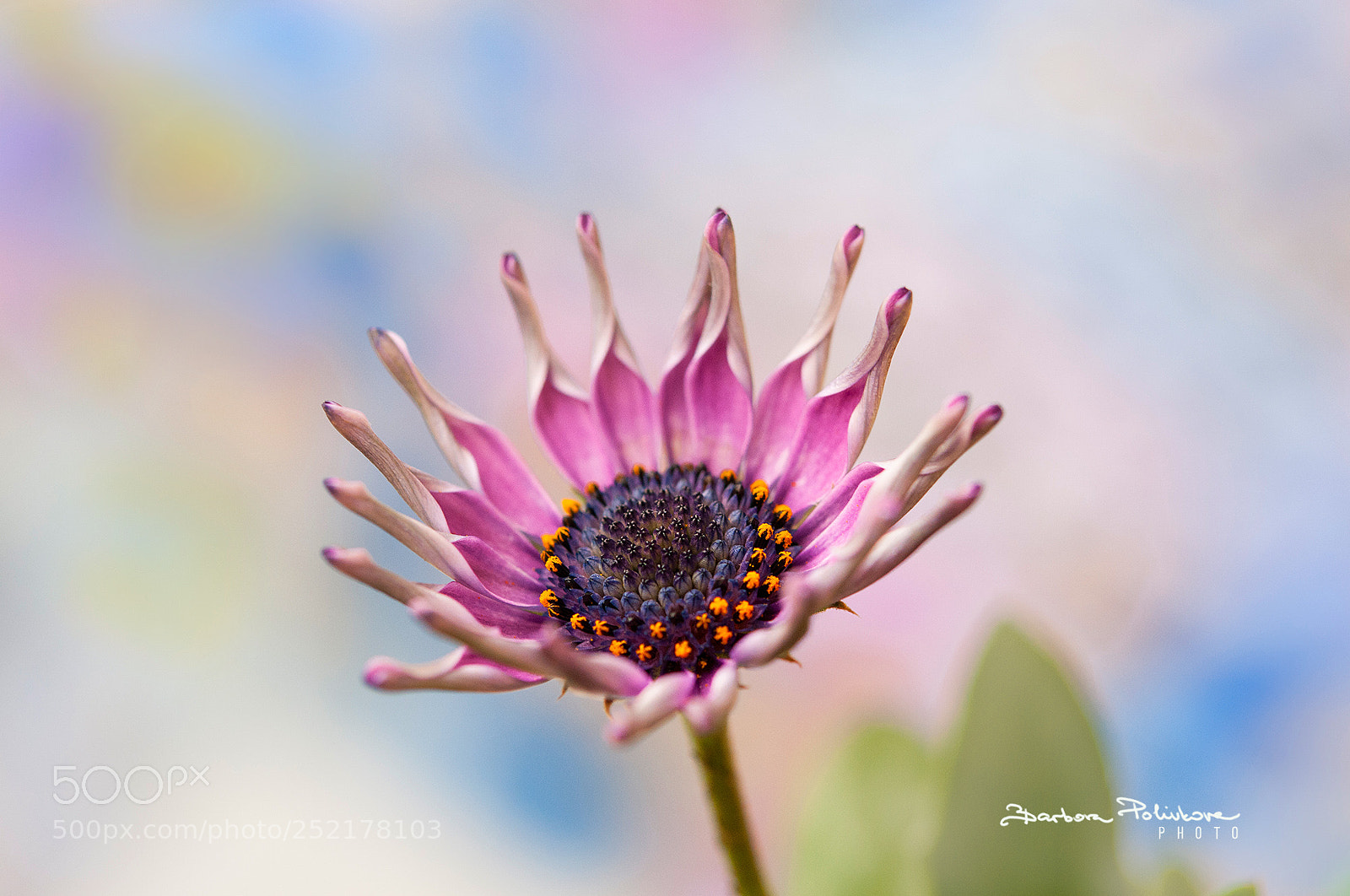 Nikon D300S sample photo. Spring in pink photography