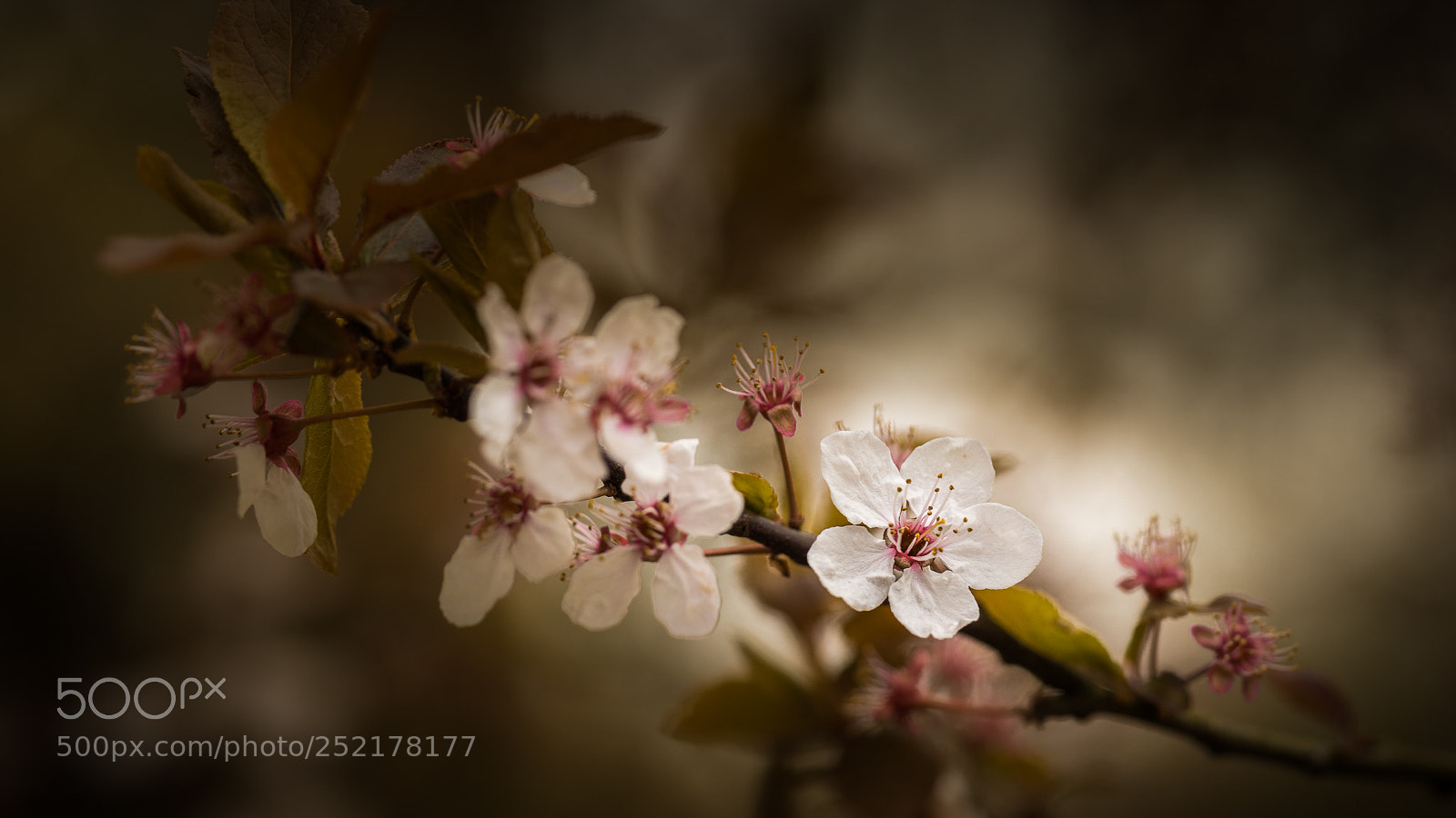 Sony a6000 sample photo. Spring! photography