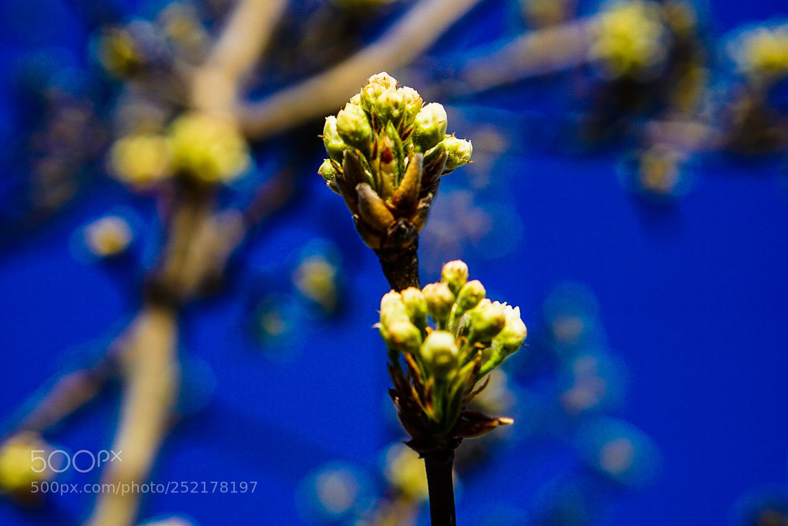 Sony a6000 sample photo. Two buds photography
