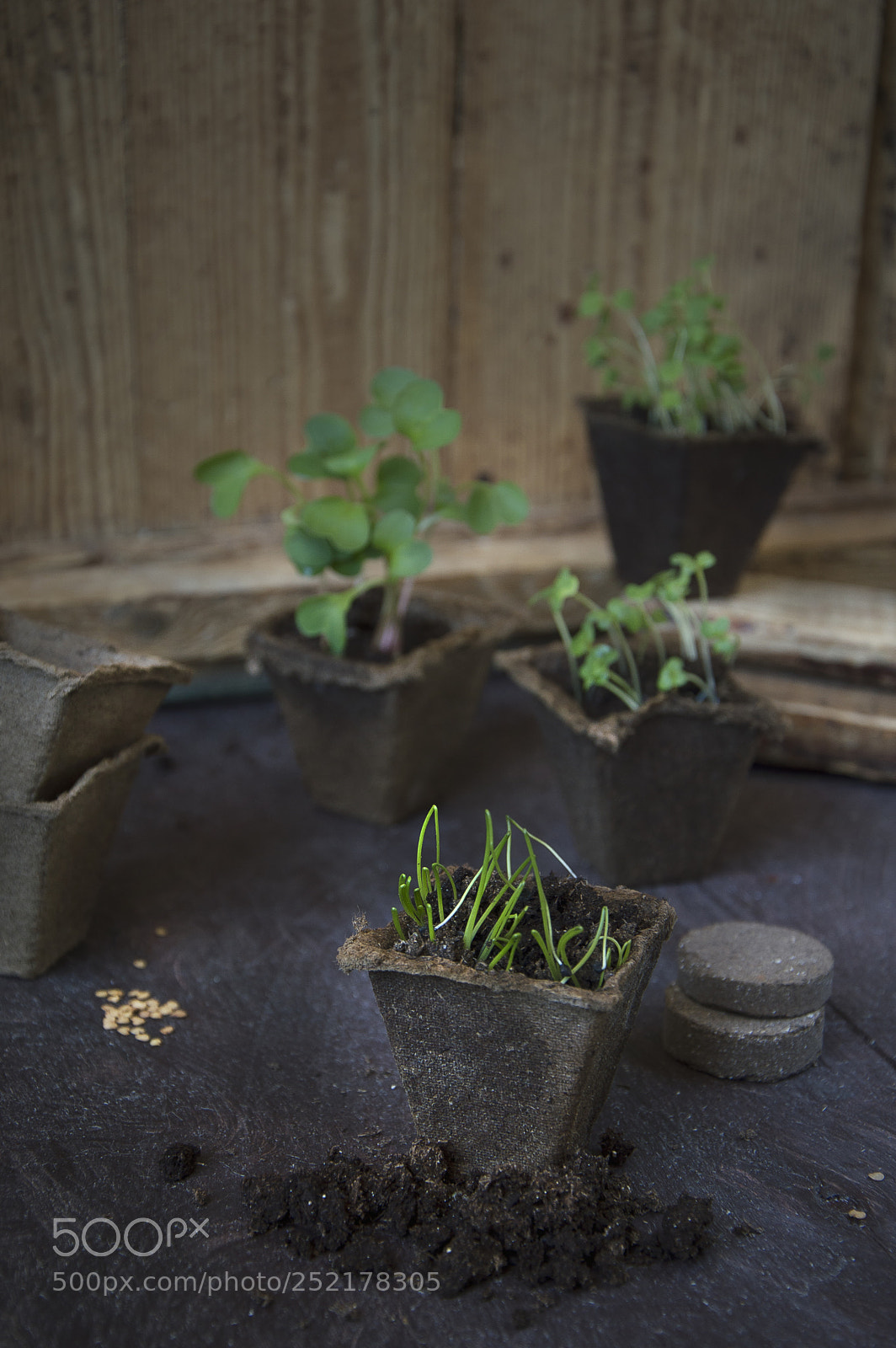 Nikon D3200 sample photo. Seedling photography