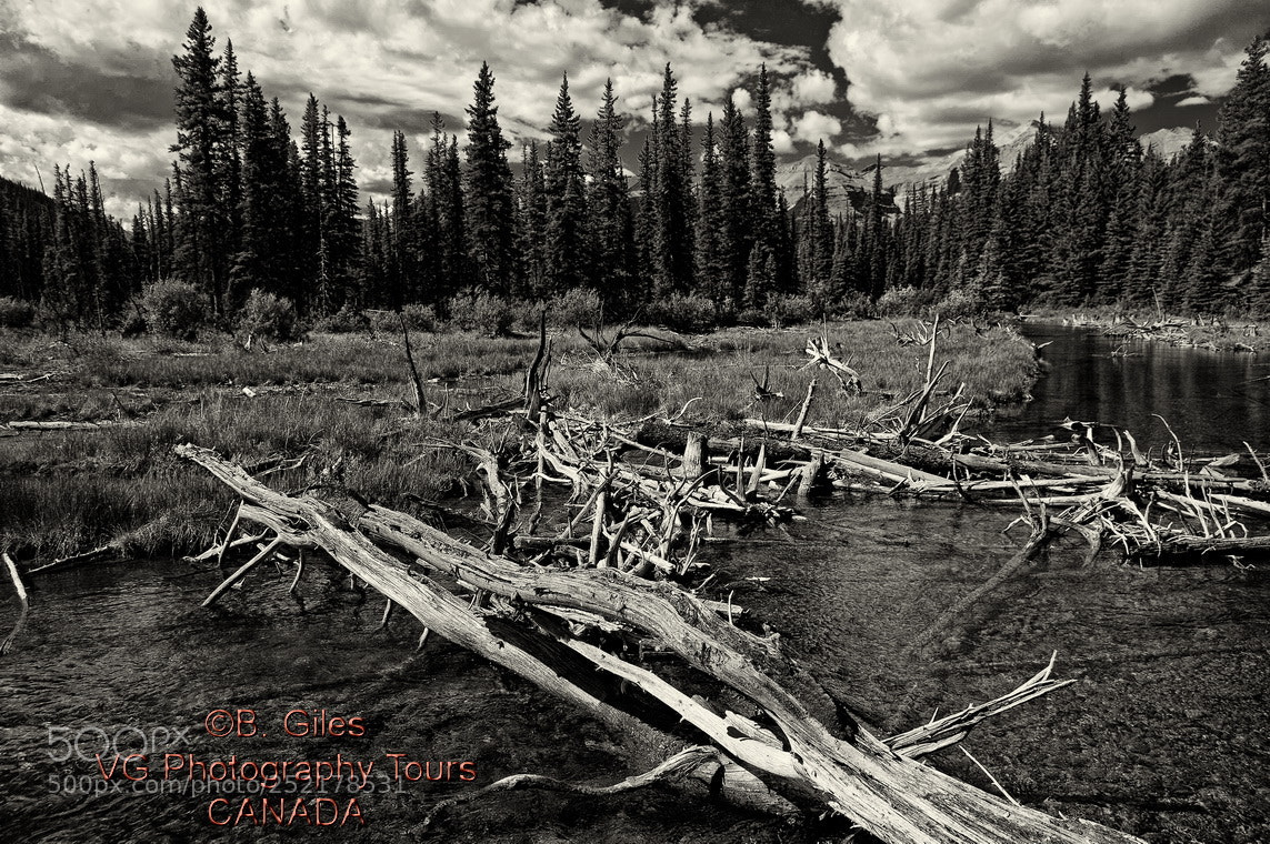 Pentax K-3 sample photo. After the flood photography