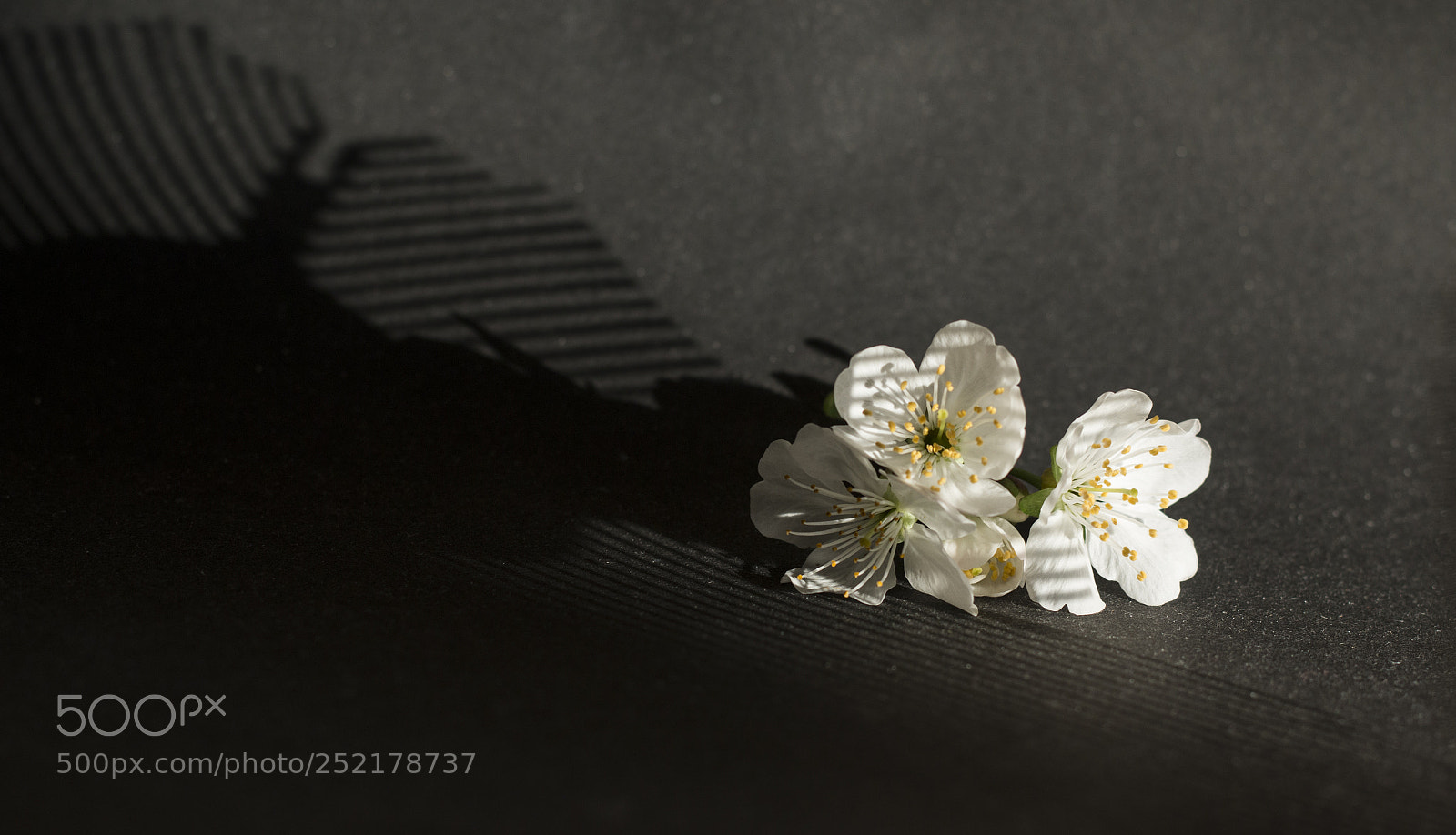 Canon EOS 70D sample photo. Spring in the city photography