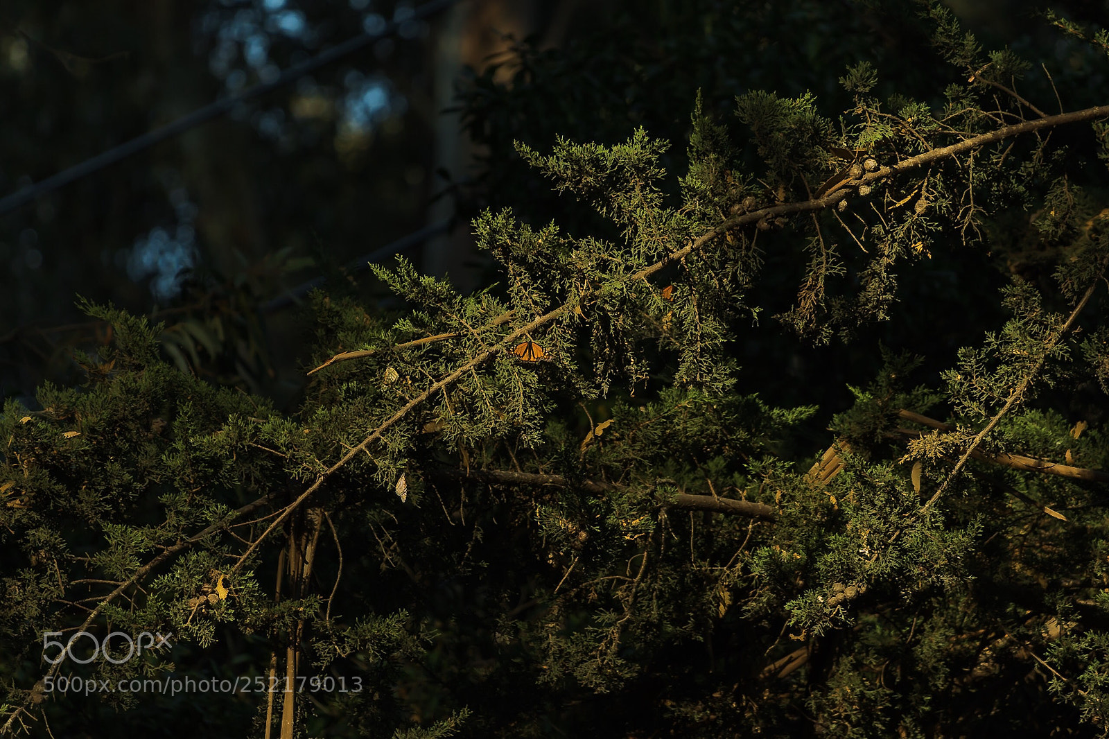 Canon EOS 5D Mark IV sample photo. Sunlit beauty photography