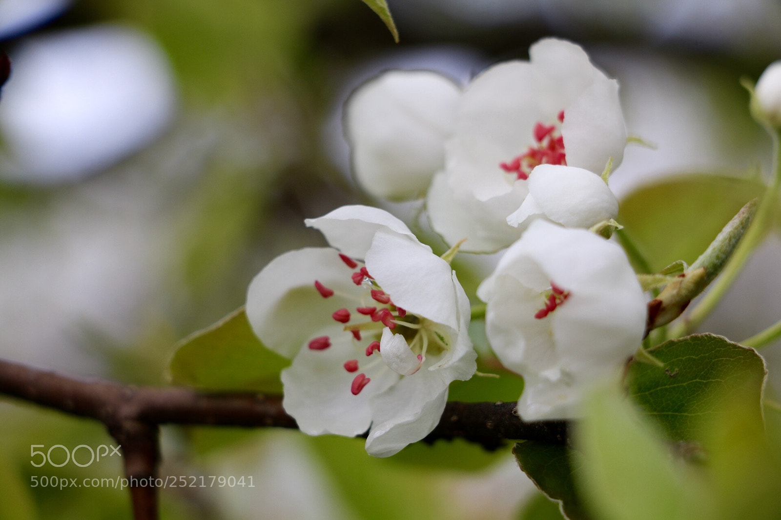 Canon EOS 750D (EOS Rebel T6i / EOS Kiss X8i) sample photo. Untitled photography