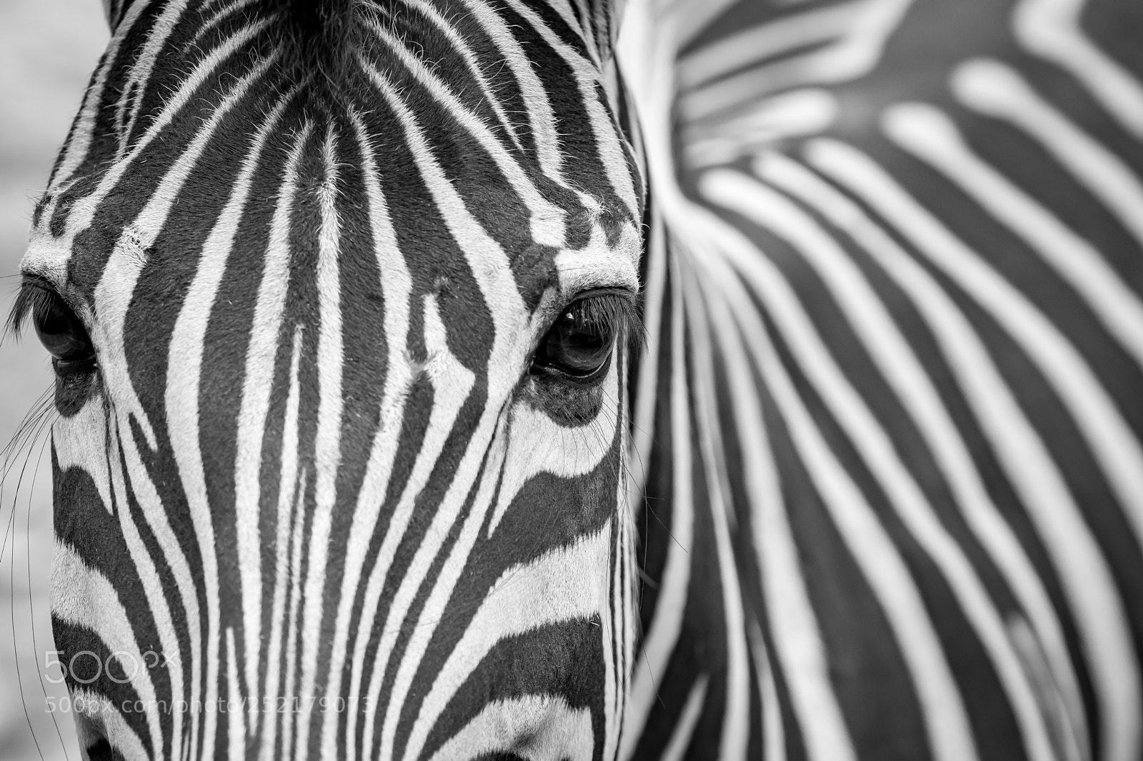 Nikon D5300 sample photo. Zebra photography