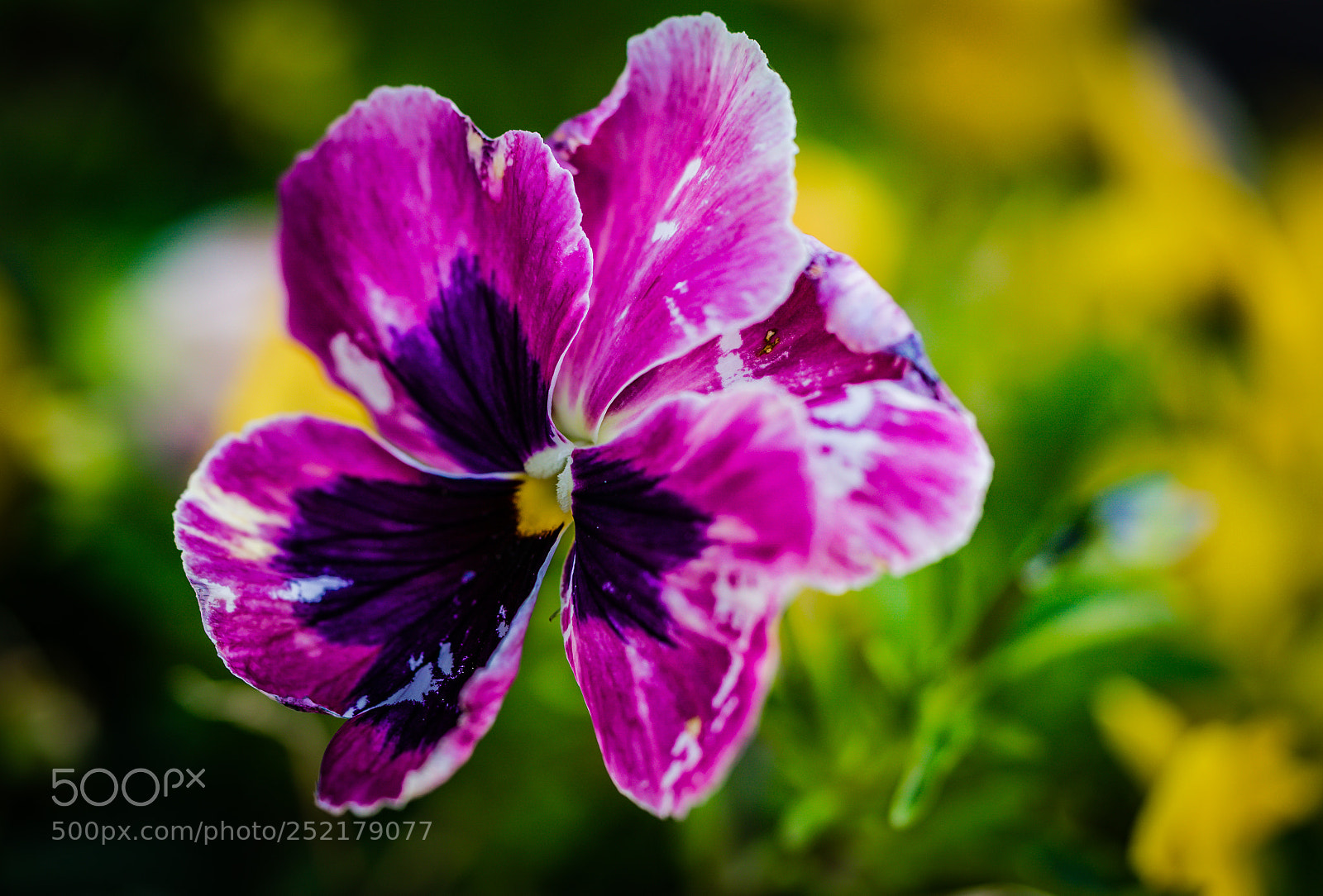 Sony a9 sample photo. Blooming flower photography