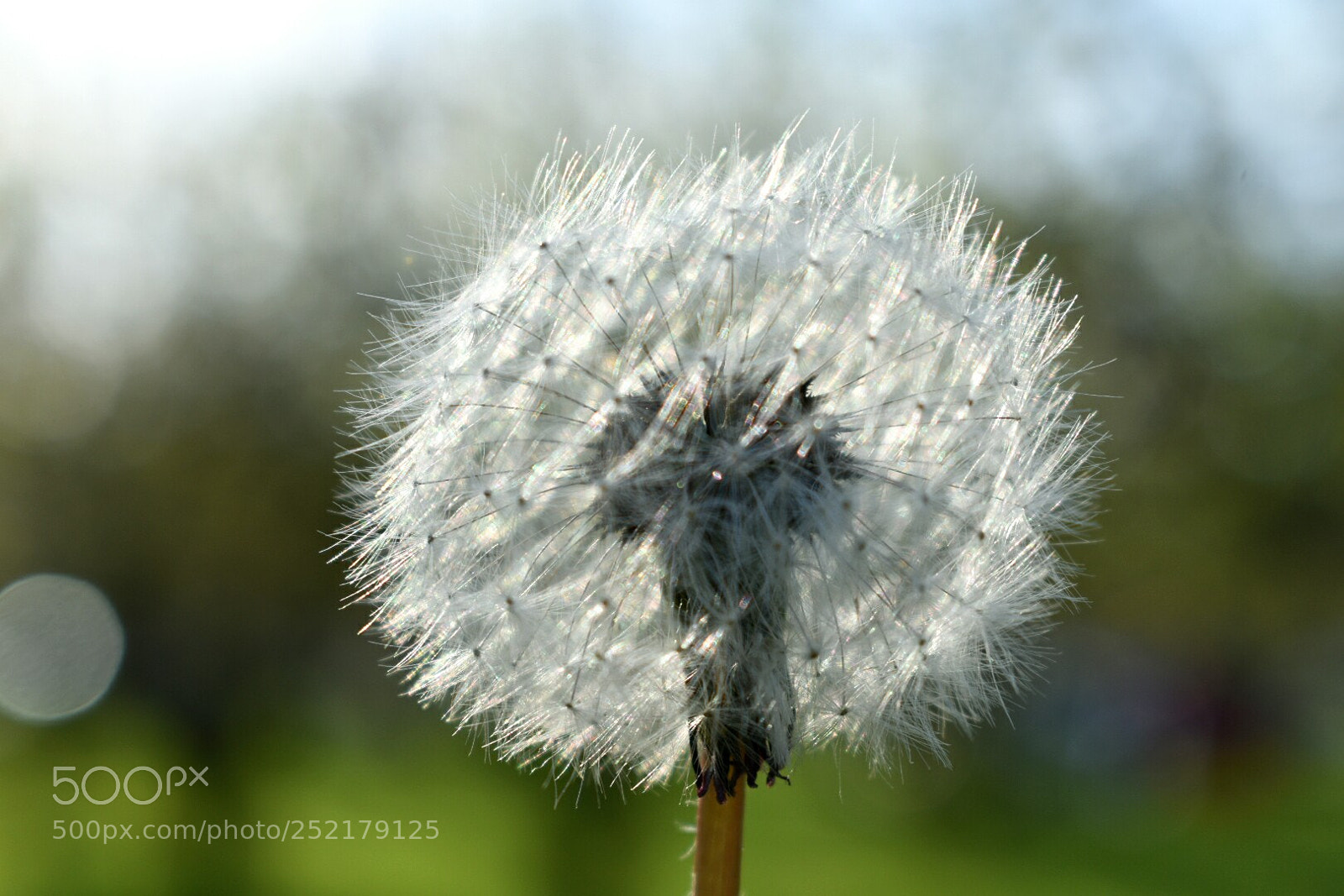 Nikon D3400 sample photo. Dandelion photography