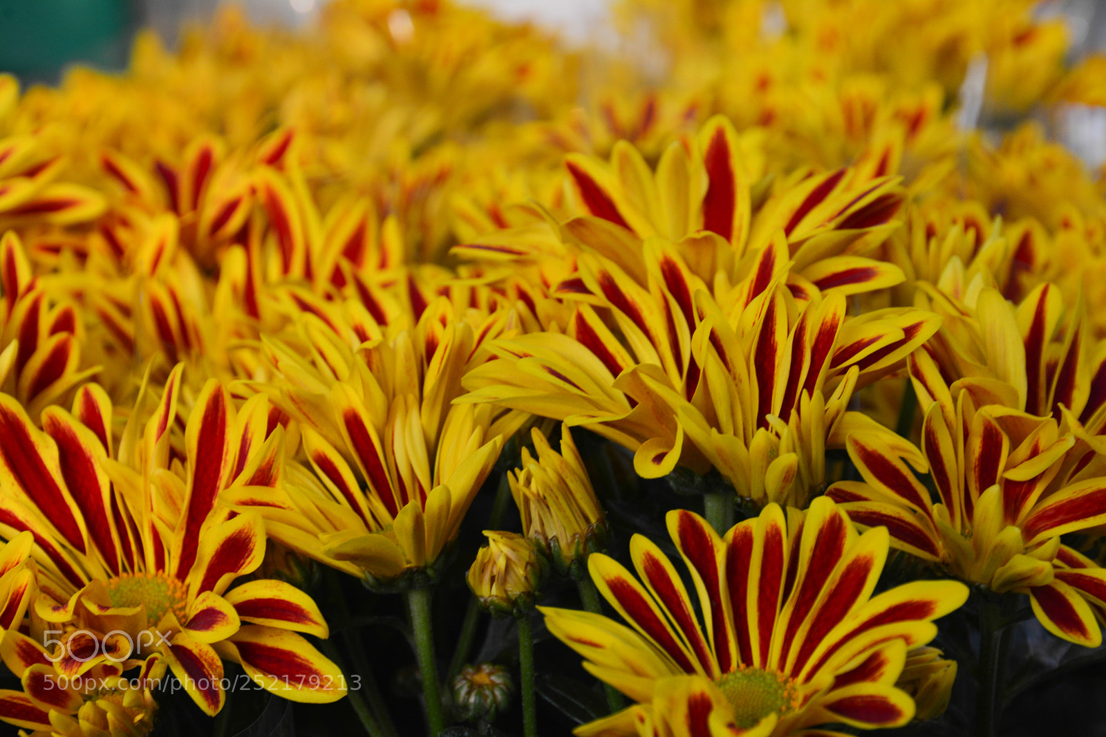 Nikon D7100 sample photo. Flowers photography