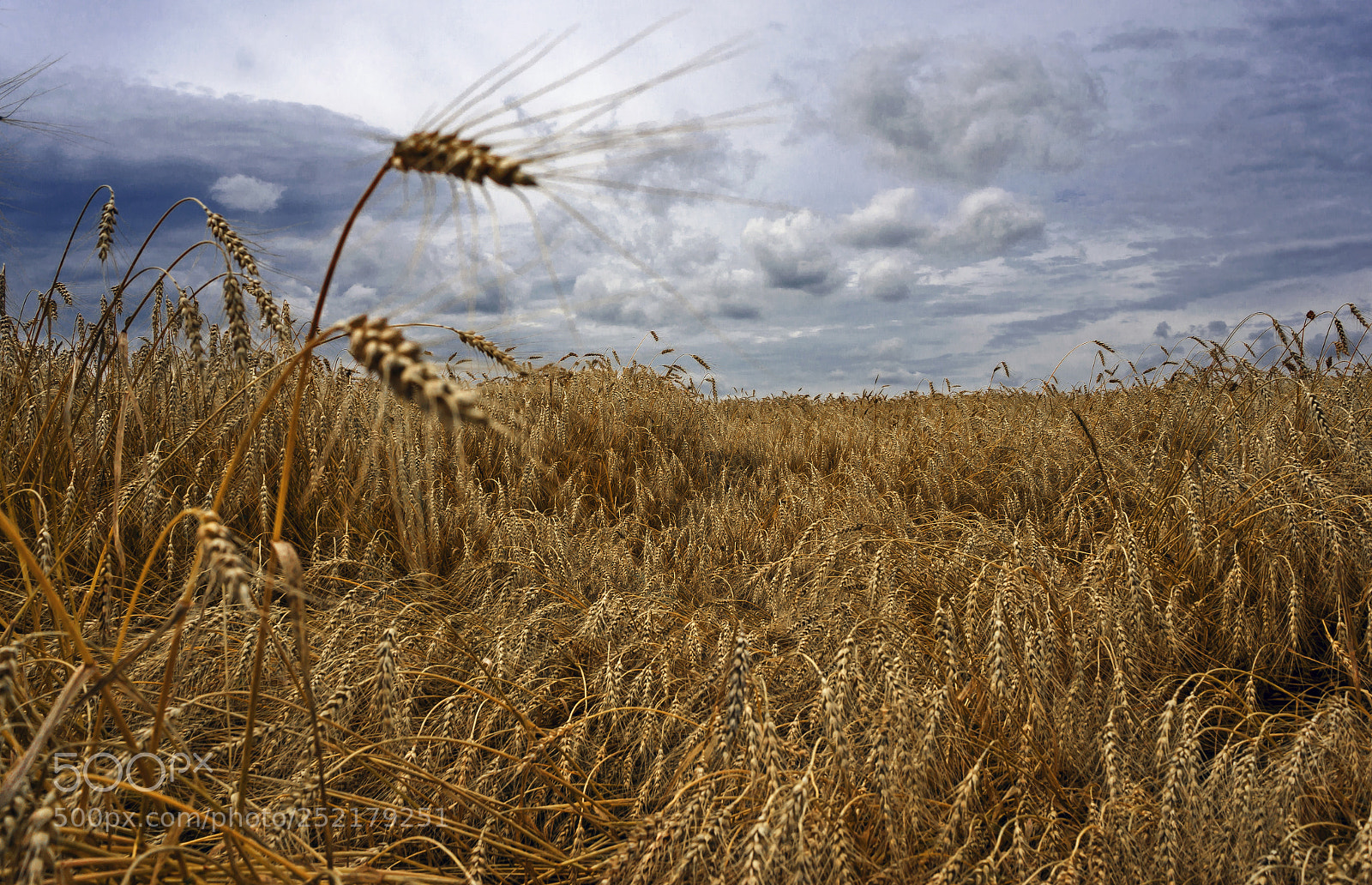 Sony Alpha NEX-5R sample photo. Grain photography