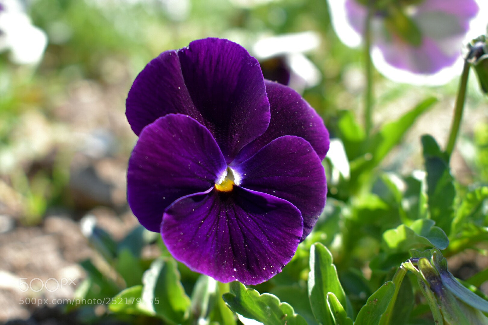 Nikon D3400 sample photo. Flower photography
