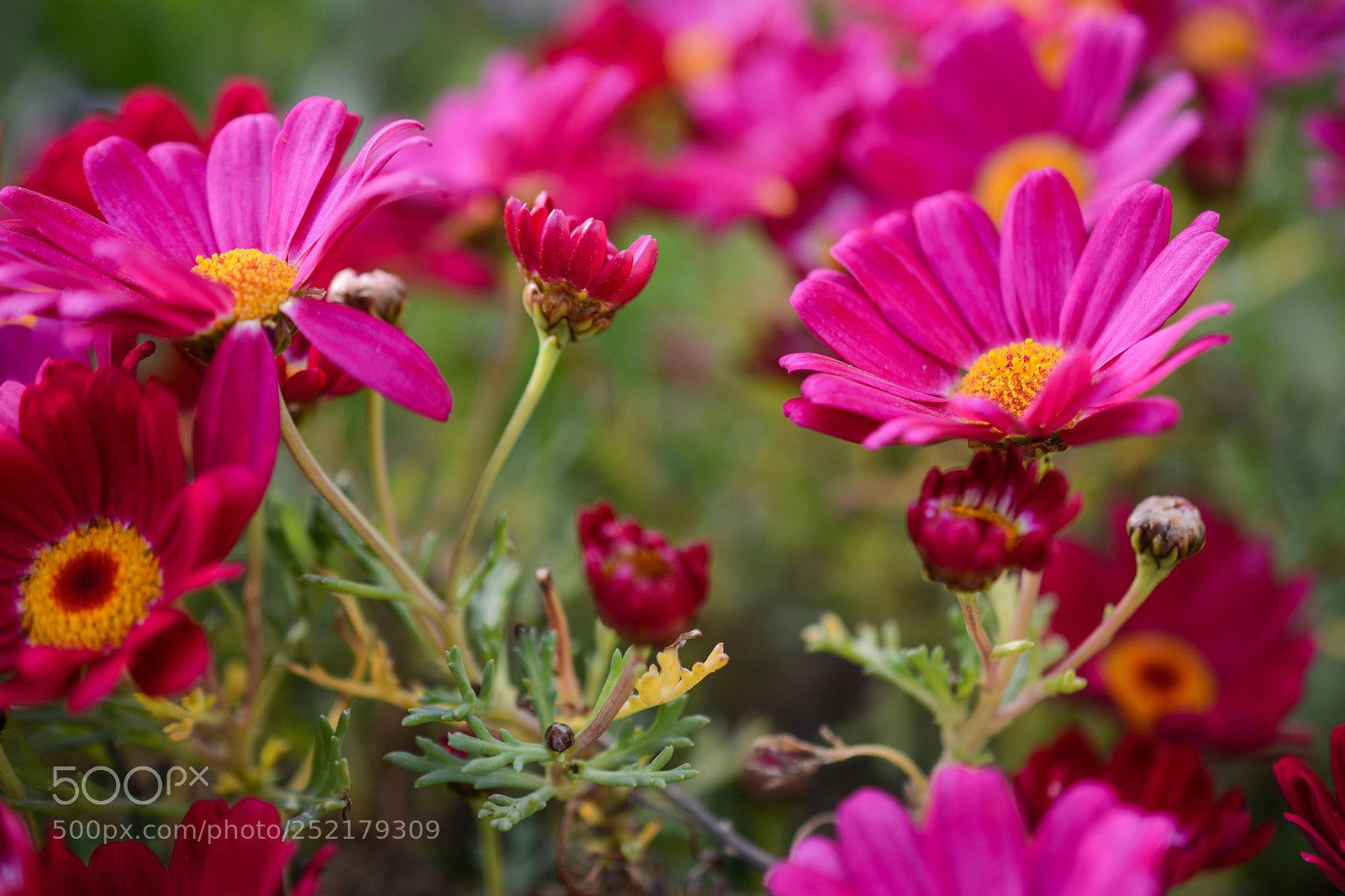Nikon D7100 sample photo. Flower photography