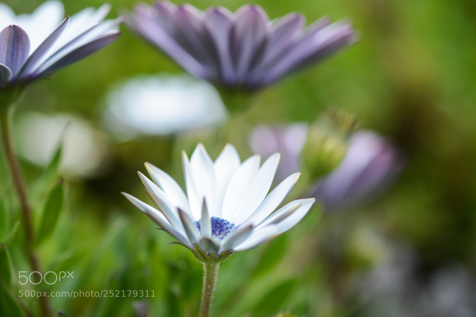Nikon D7100 sample photo. Flower2 photography