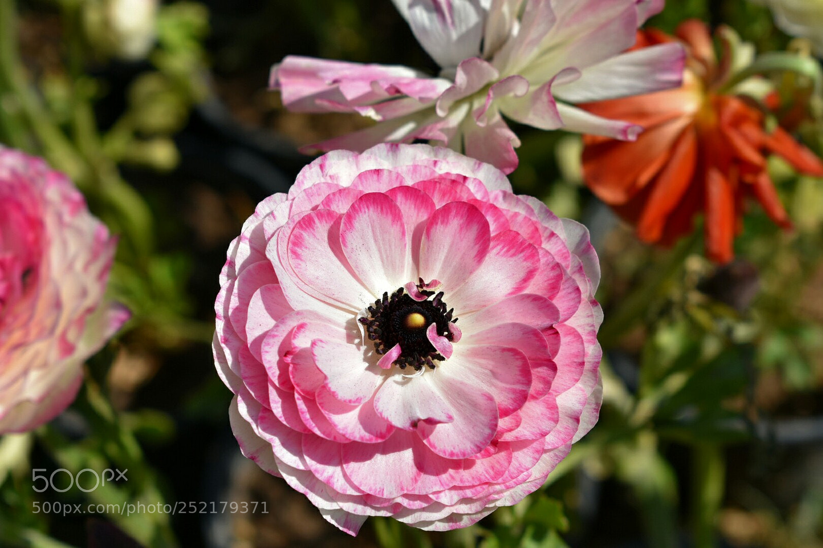 Nikon D3400 sample photo. Flower photography