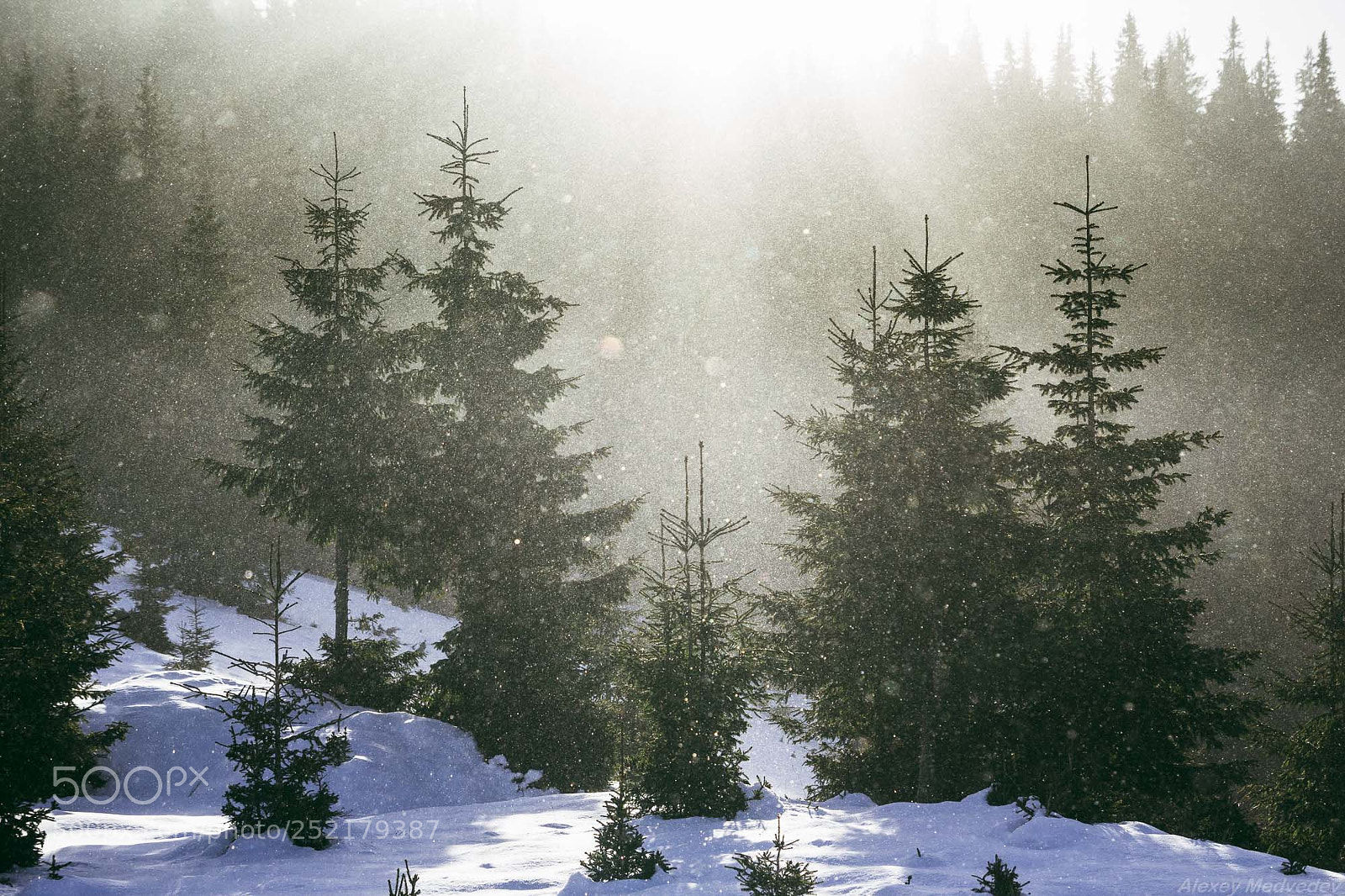 Canon EOS 600D (Rebel EOS T3i / EOS Kiss X5) sample photo. Morning fir trees photography
