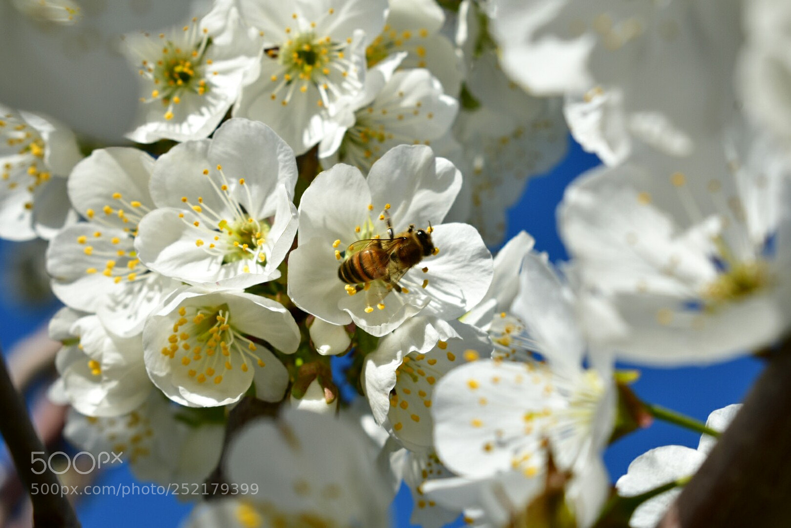 Nikon D3400 sample photo. Bee on flower photography