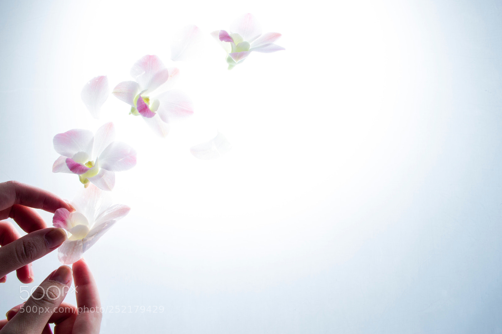 Nikon D3200 sample photo. Fly away photography