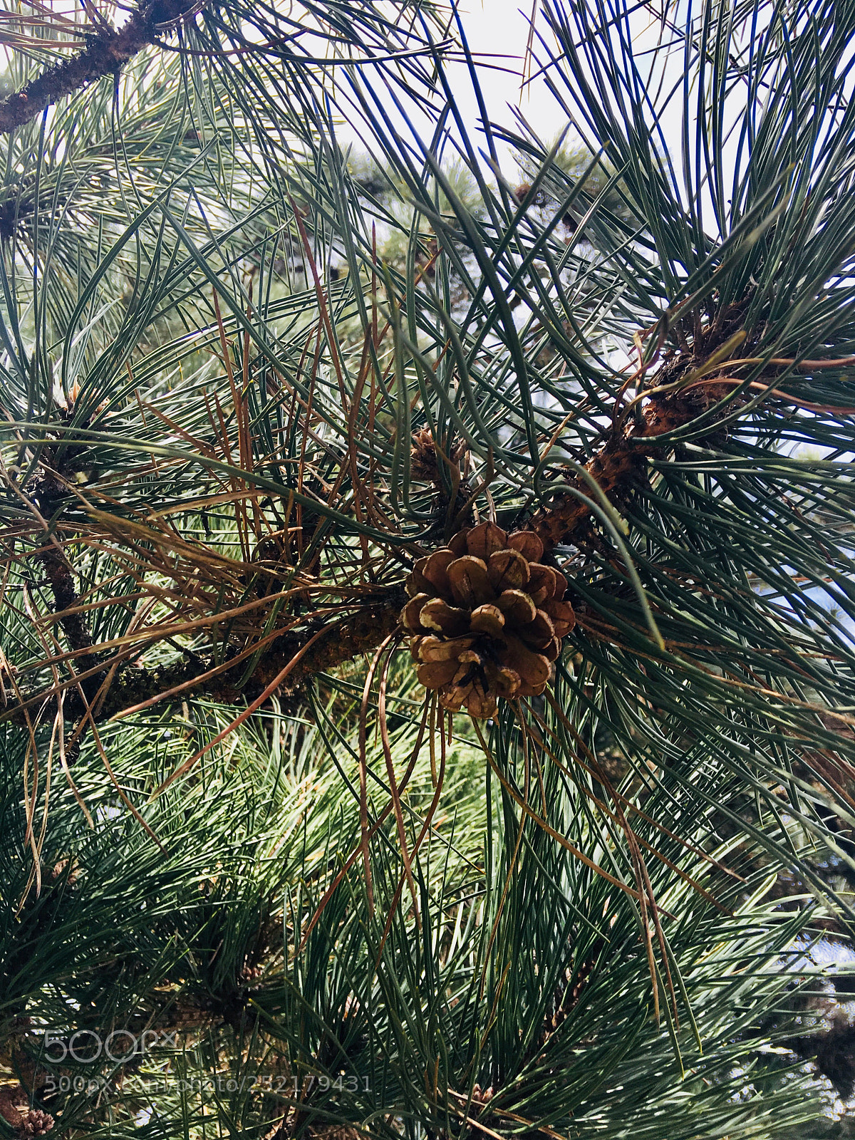 Apple iPhone 6s Plus sample photo. Untitled photography