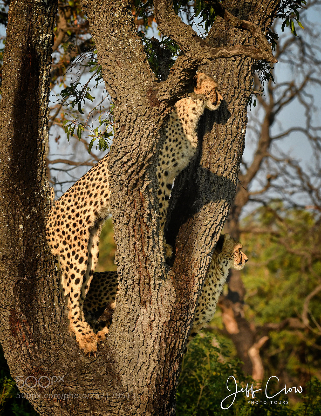 Nikon D500 sample photo. Two cheetahs in the photography