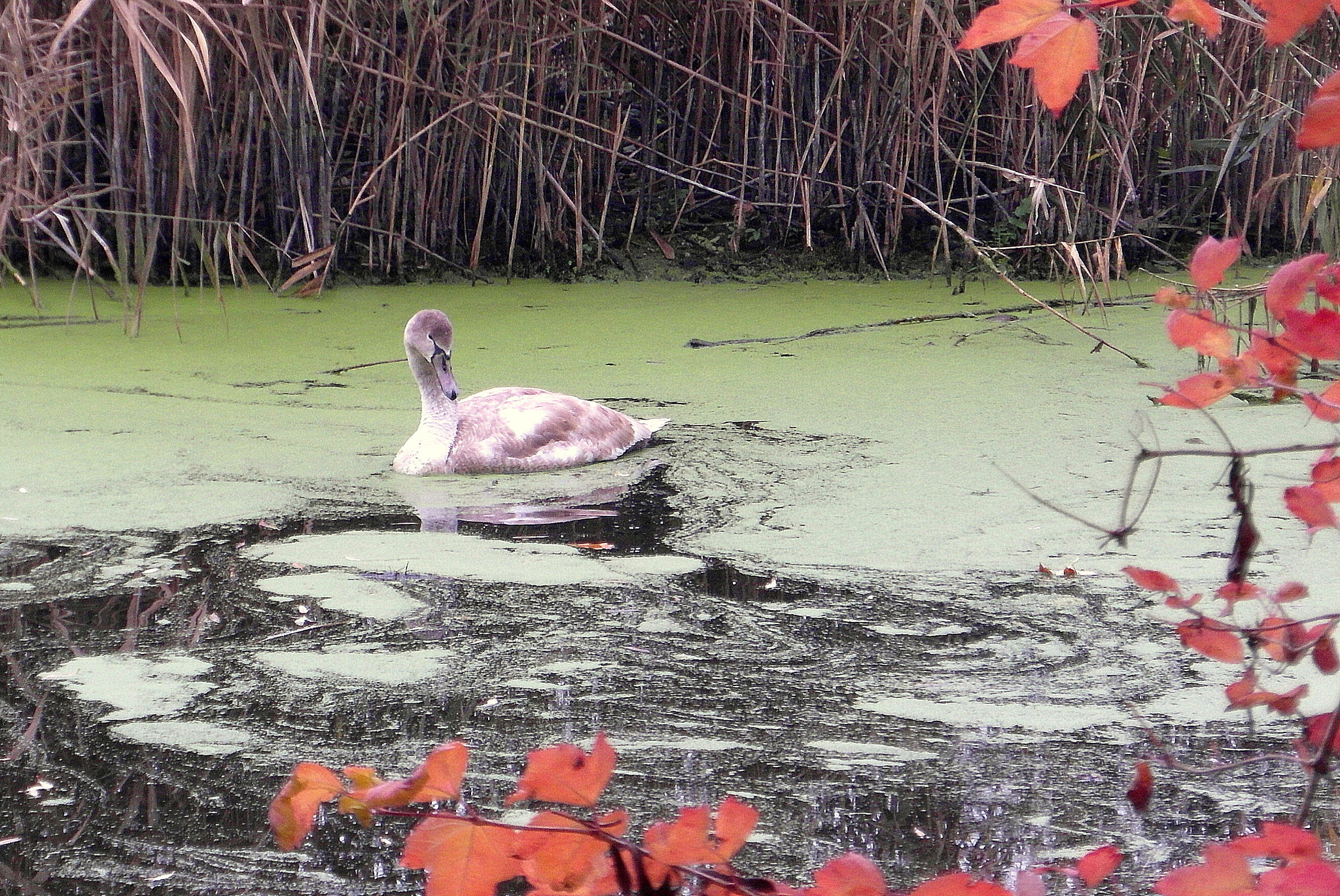 Samsung WB750 sample photo. Young swan photography